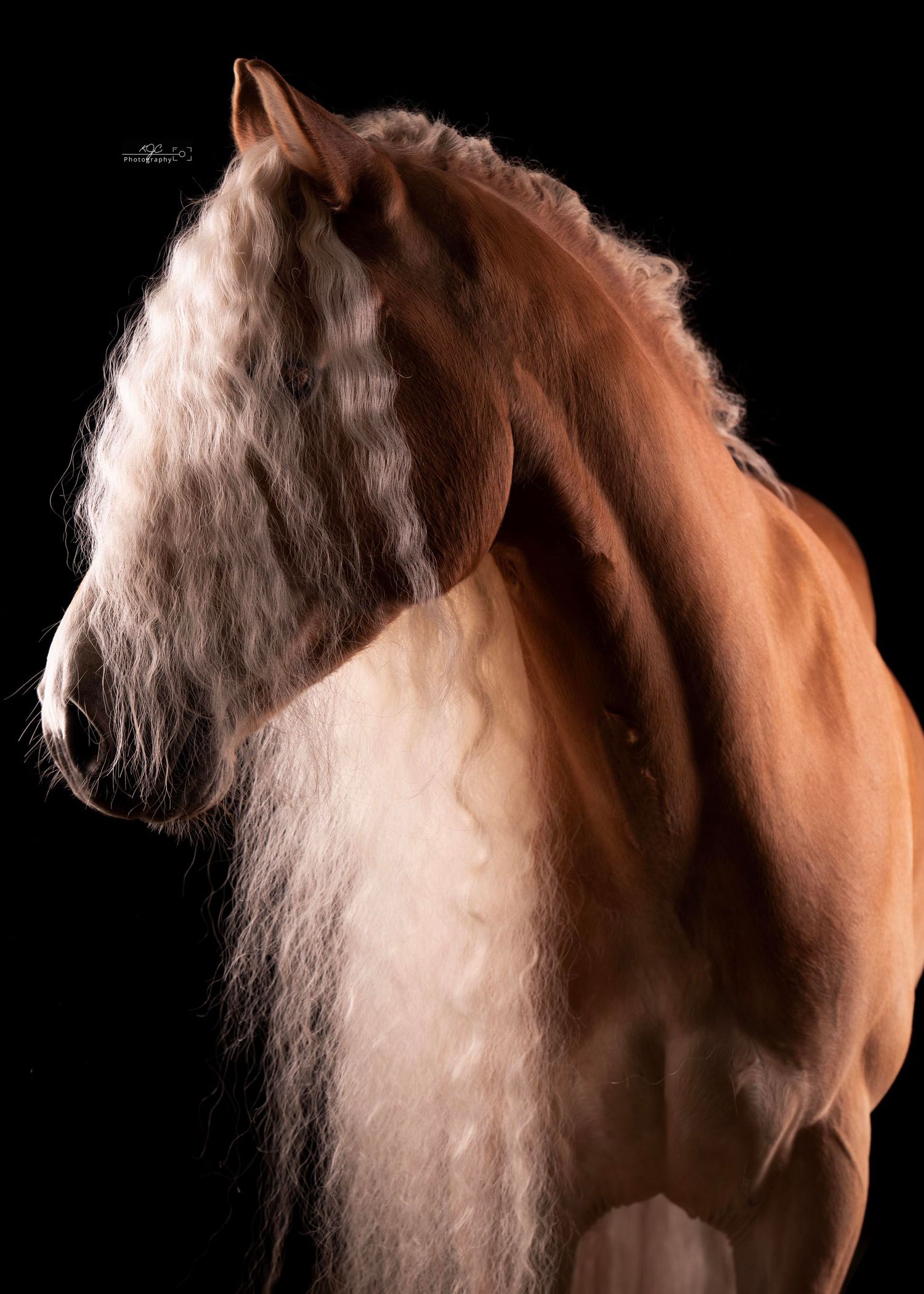 Equine Fine Art fotosessie in mobiele studio