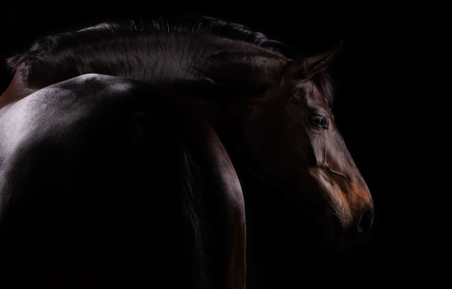 Equine Fine Art portret van paard in mobile studio in Gelderland