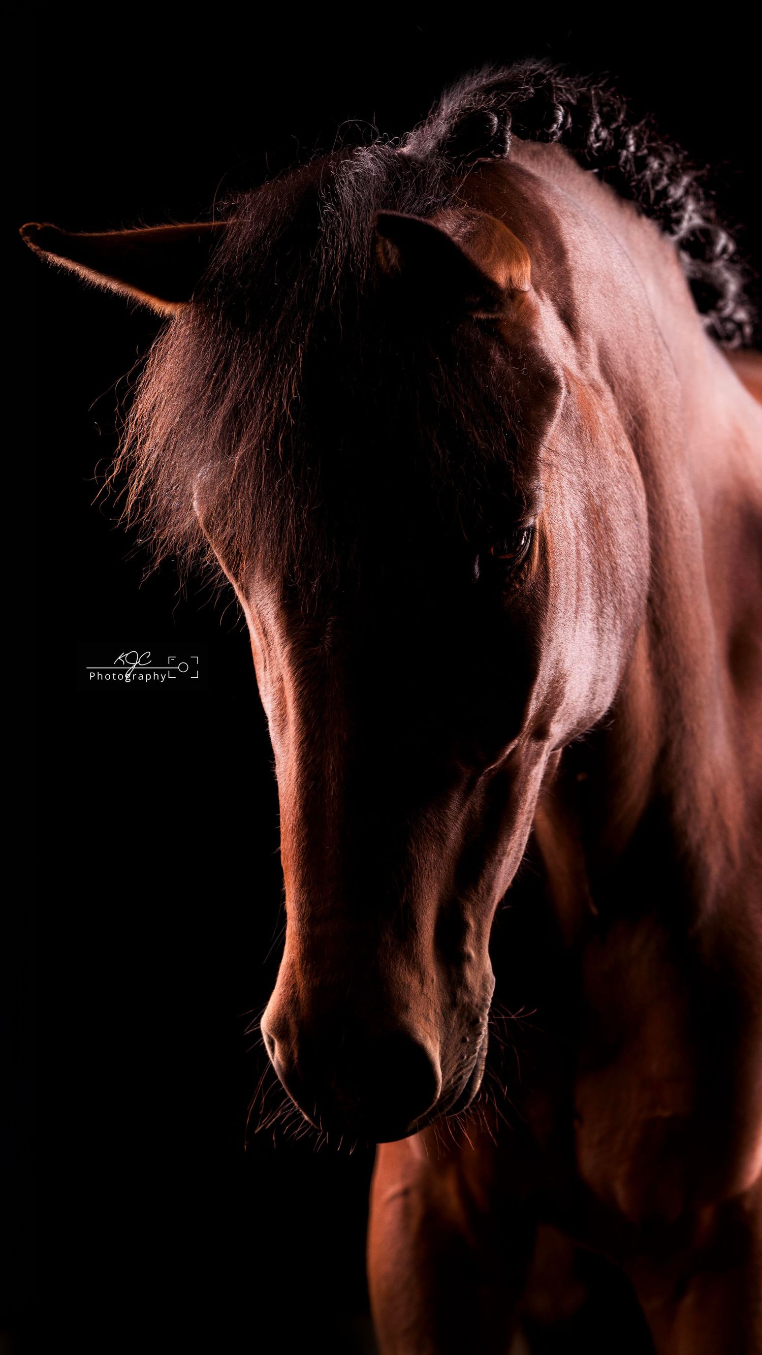 Equine Fine Art