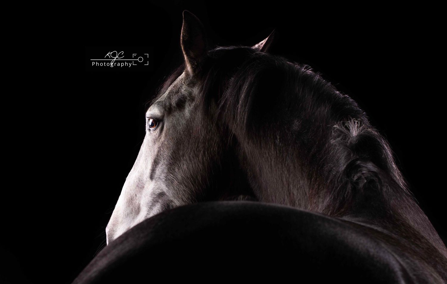 Equine Fine Art sessie in studio in Overijssel