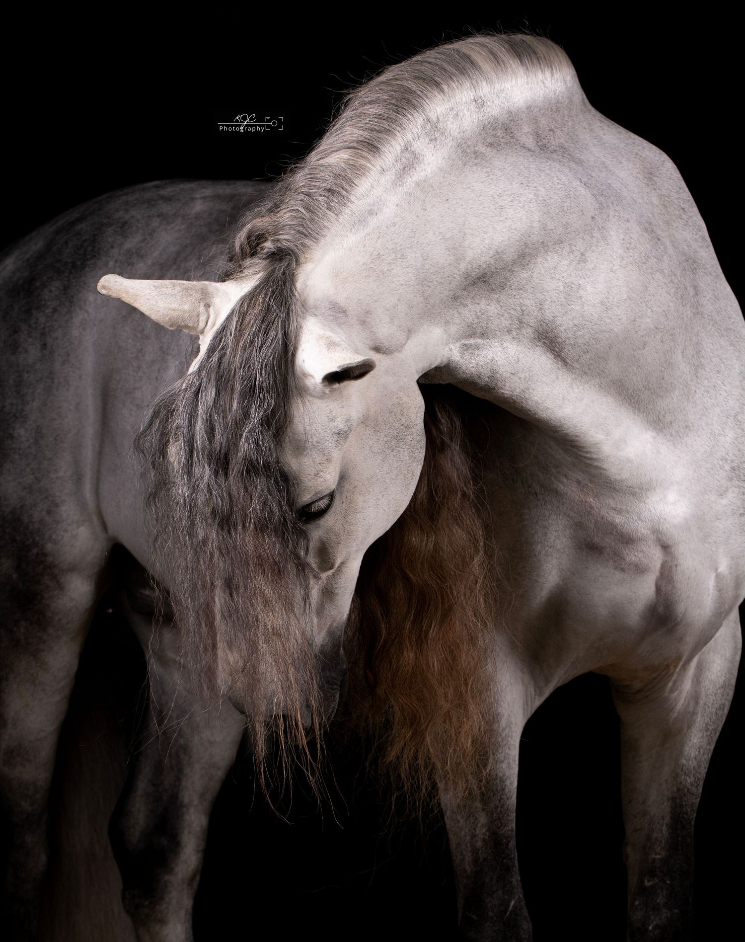 Fine Art studioshoot met paard in Gelderland