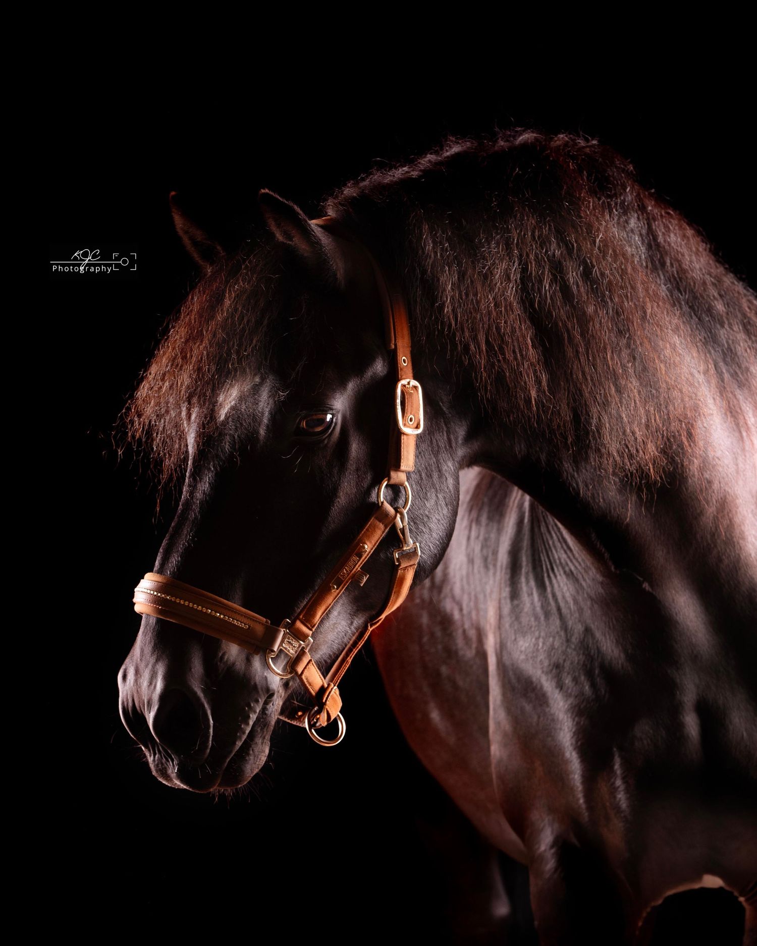 FIne Art foto zwart paard