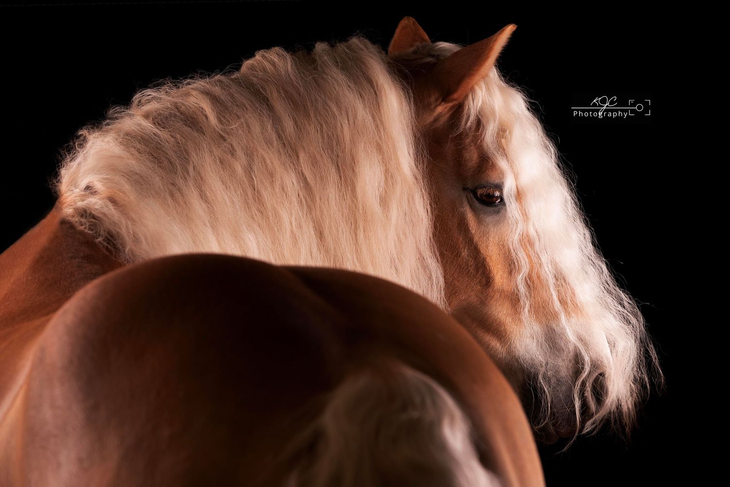 Equine Fine Art fotosessie