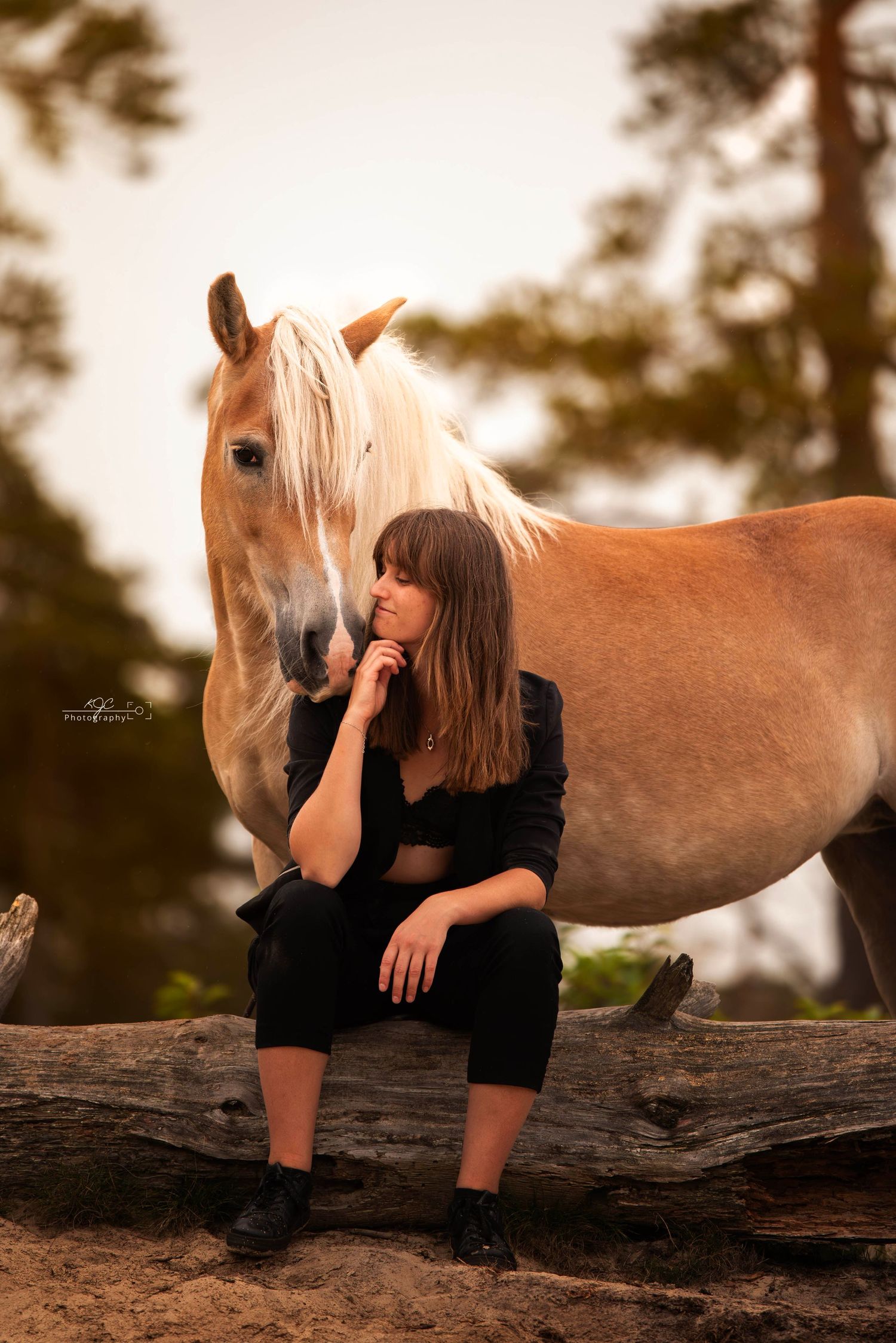 Romantisch portret met paard tijdens zonsondergang met Haflinger in Beerse