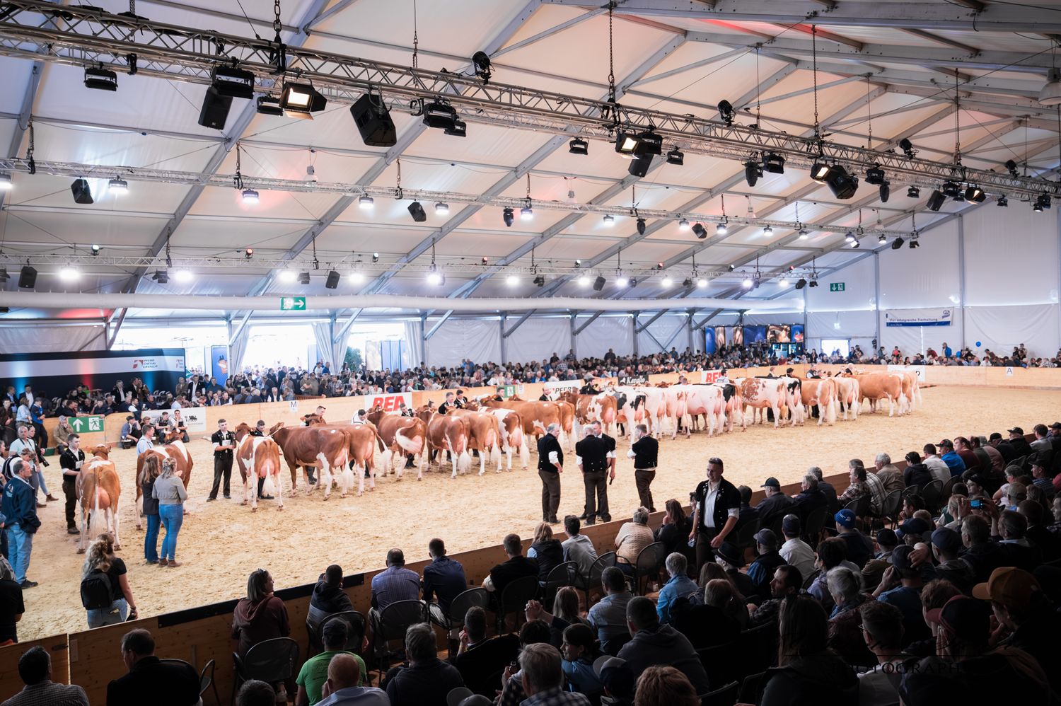 Large indoor livestock show with rows of cattle displayed before a packed crowd in a bright exhibition hall.