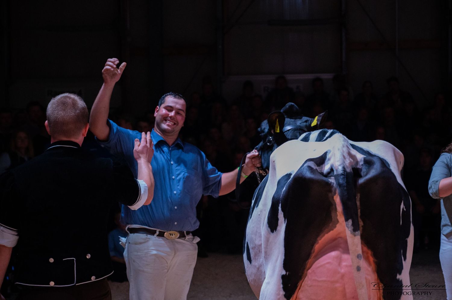 Handlers presenting dairy cattle in a show ring with audience in background.