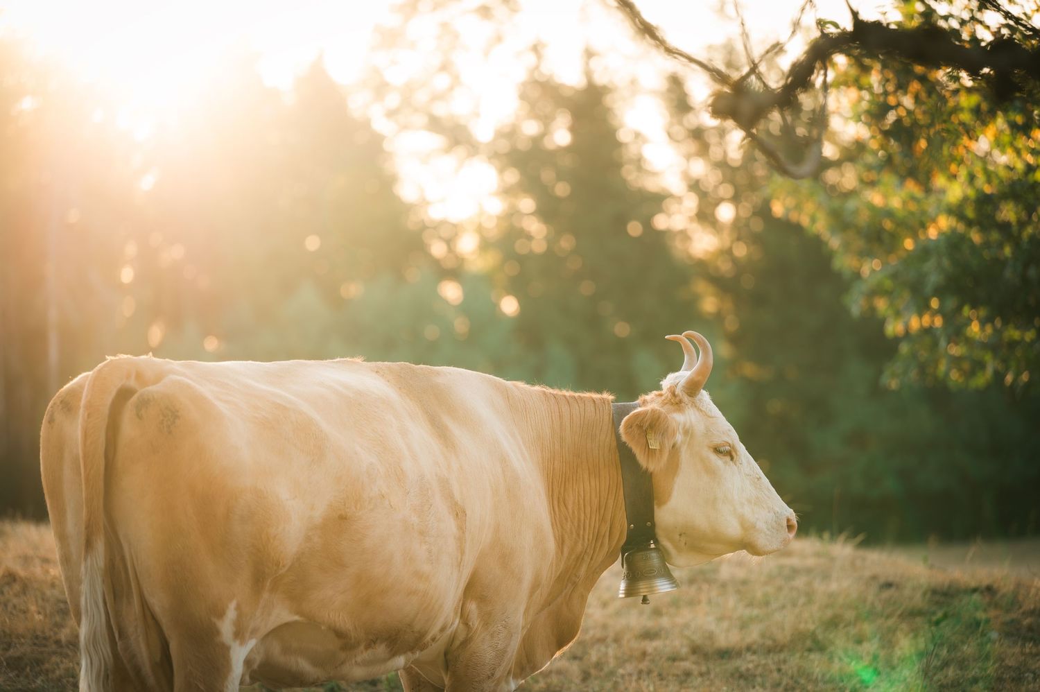 A golden cow with a bell stands in a sunlit field with trees glowing in warm sunset light.