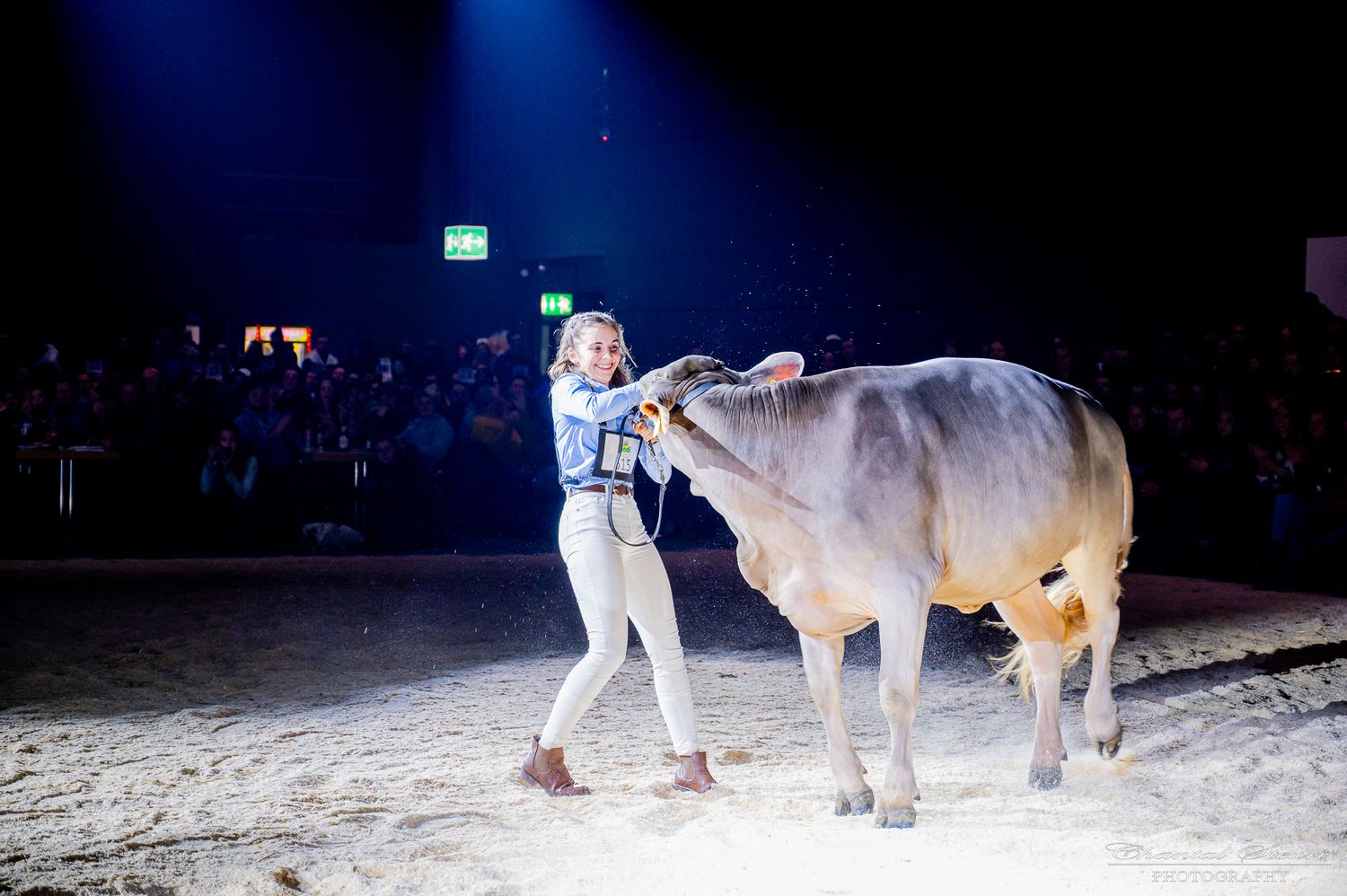 Presenter leads a large brown and white cow under dramatic stage lighting at an indoor show.
