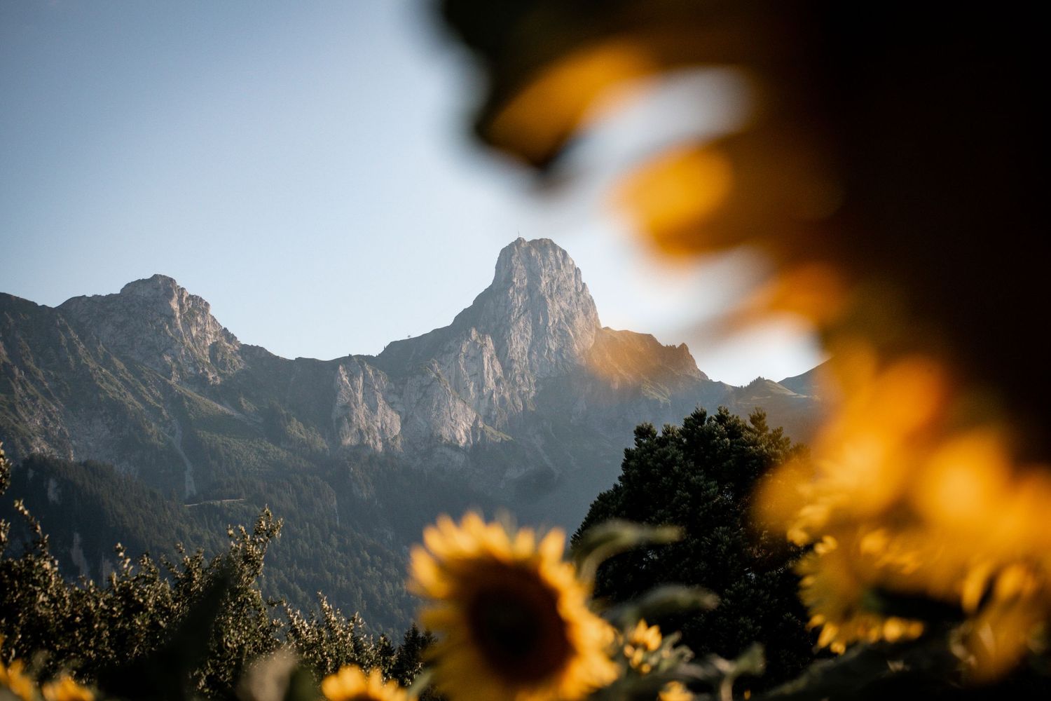 Dramatic mountain peaks silhouetted against sky with sunflowers in foreground blur.