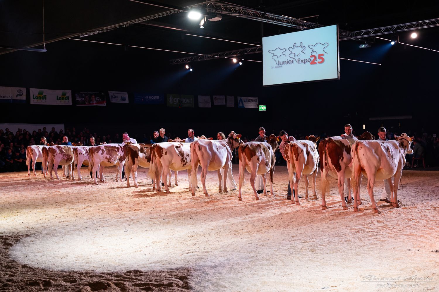 Line of dairy cows displayed in show ring under bright arena lights.