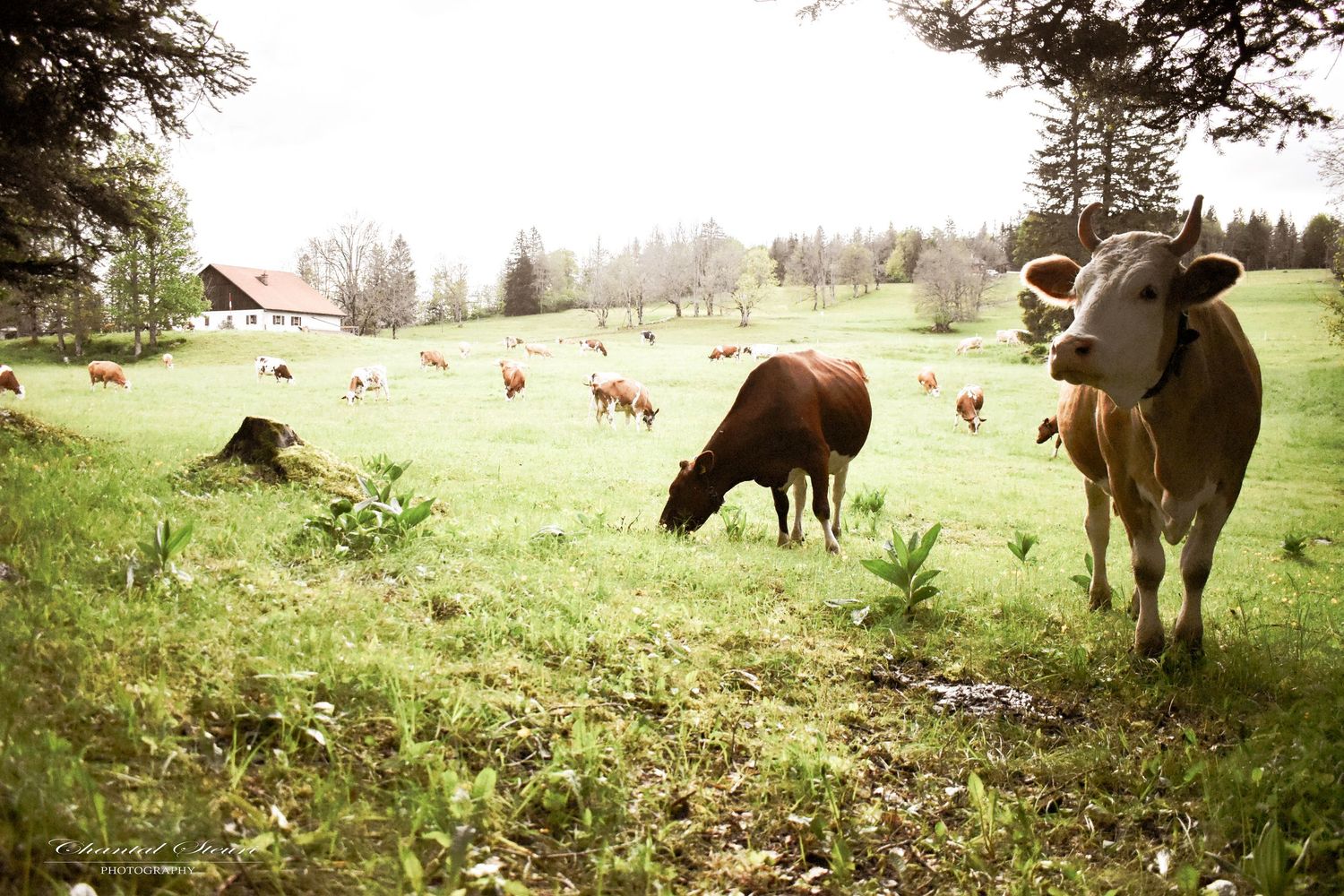 Cattle herd grazing on hillside pasture with trees in background.