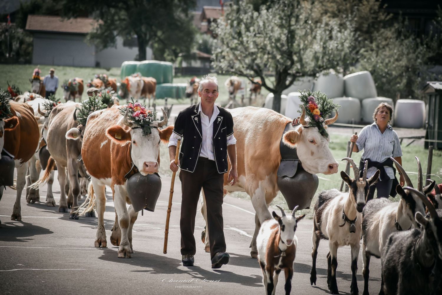 A procession of decorated dairy cows being led along a tree-lined path during an agricultural event.