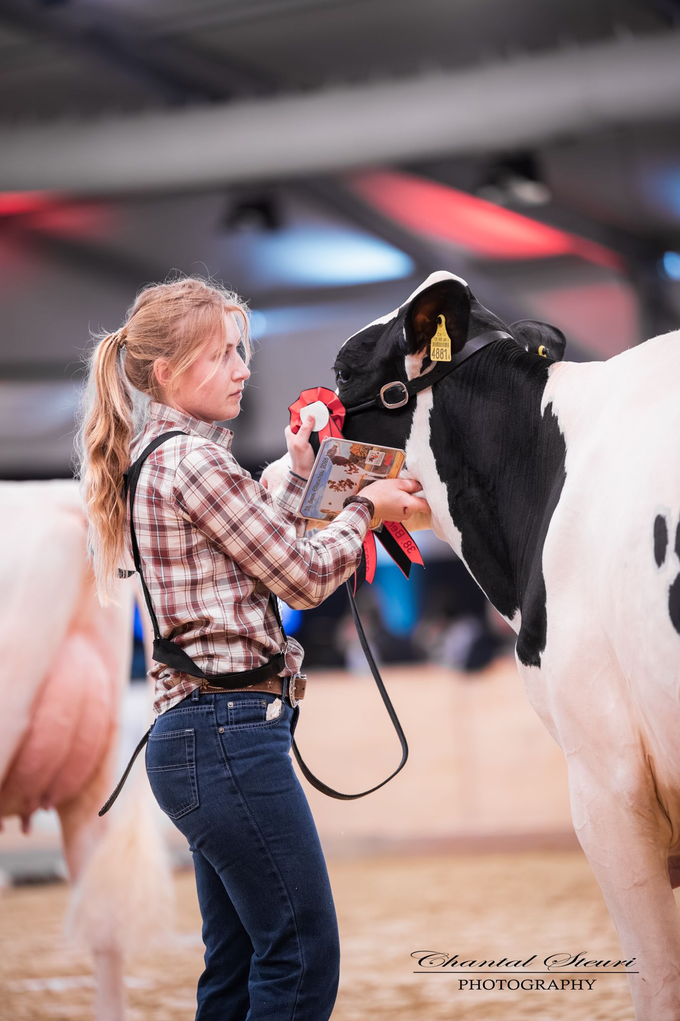 Young girl in plaid shirt showing a black and white Holstein cow with a red ribbon at a livestock competition.