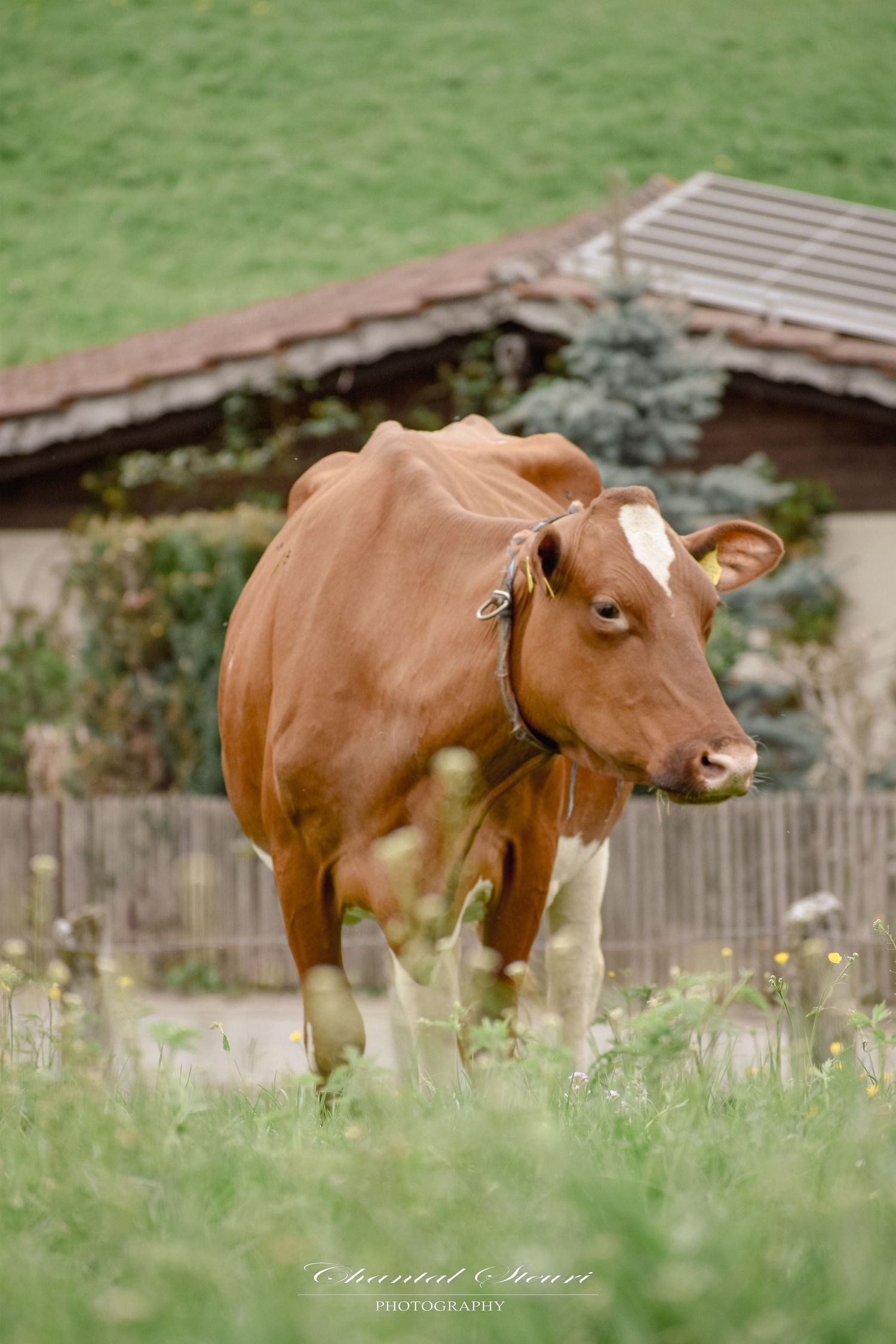 Brown and white dairy cow standing in grassy field near wooden fence.