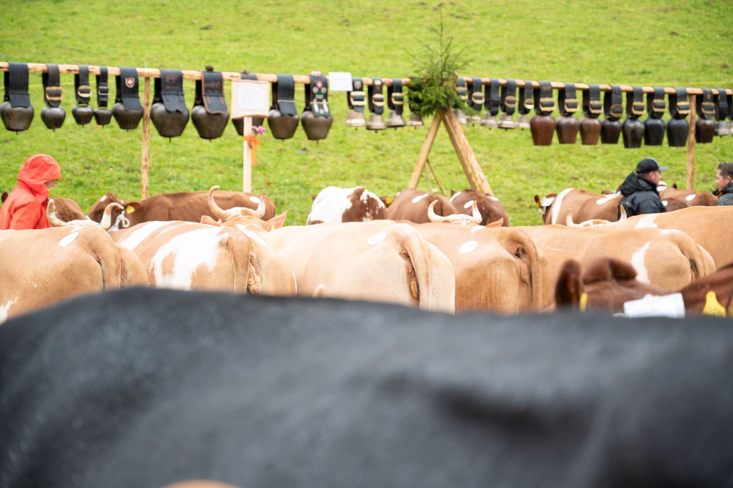 Row of traditional alpine cowbells displayed on wooden posts in a grassy field.