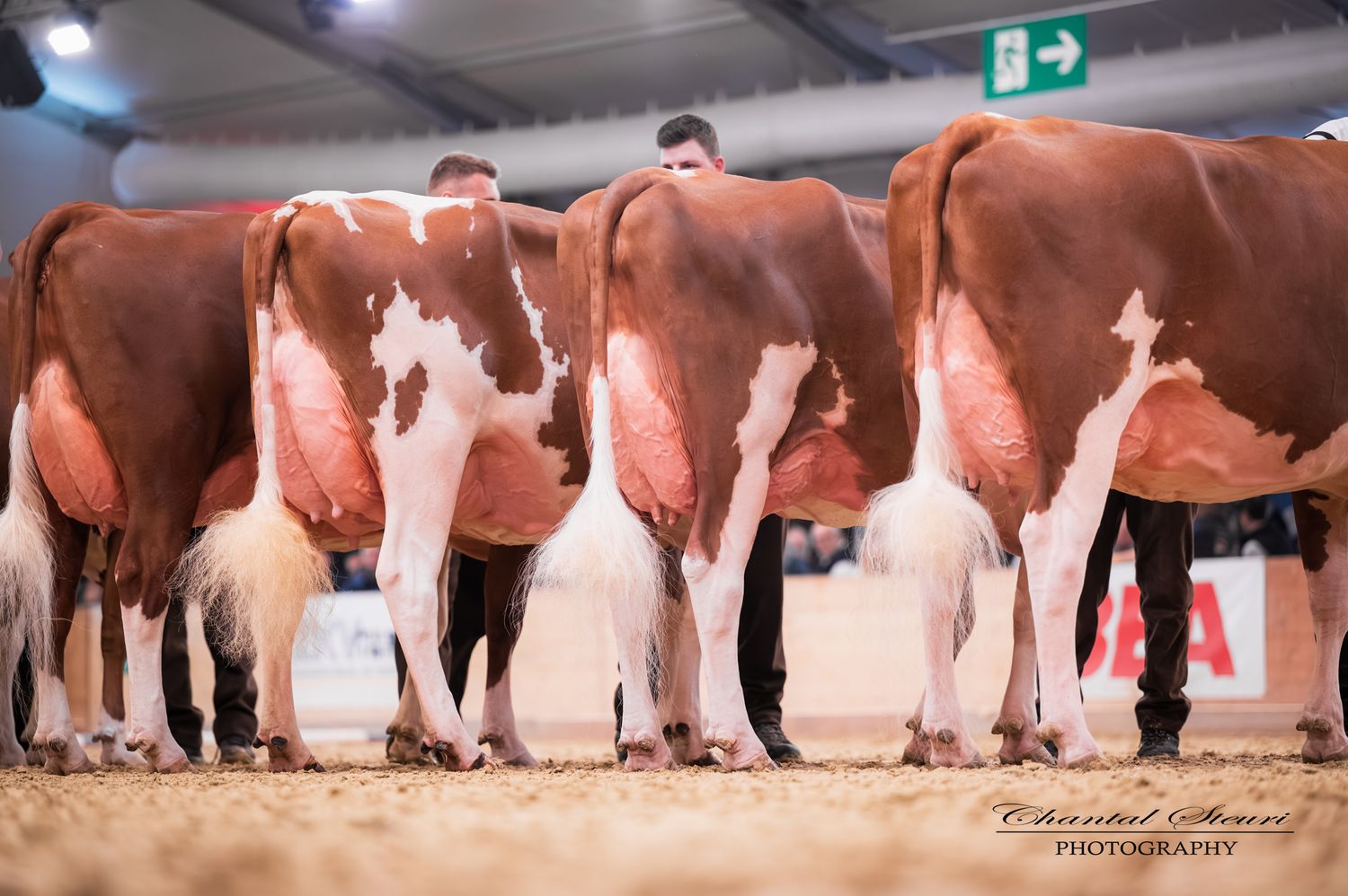 Three red and white dairy cows lined up rear-facing at an indoor livestock show, handlers visible beside them.