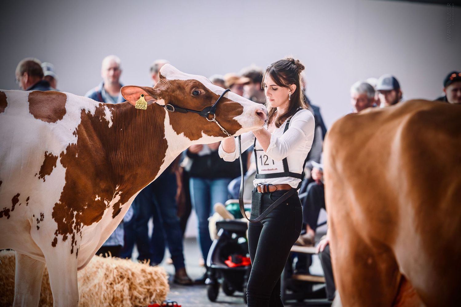 Young woman showing a red and white cow at a livestock competition in an indoor agricultural fair.