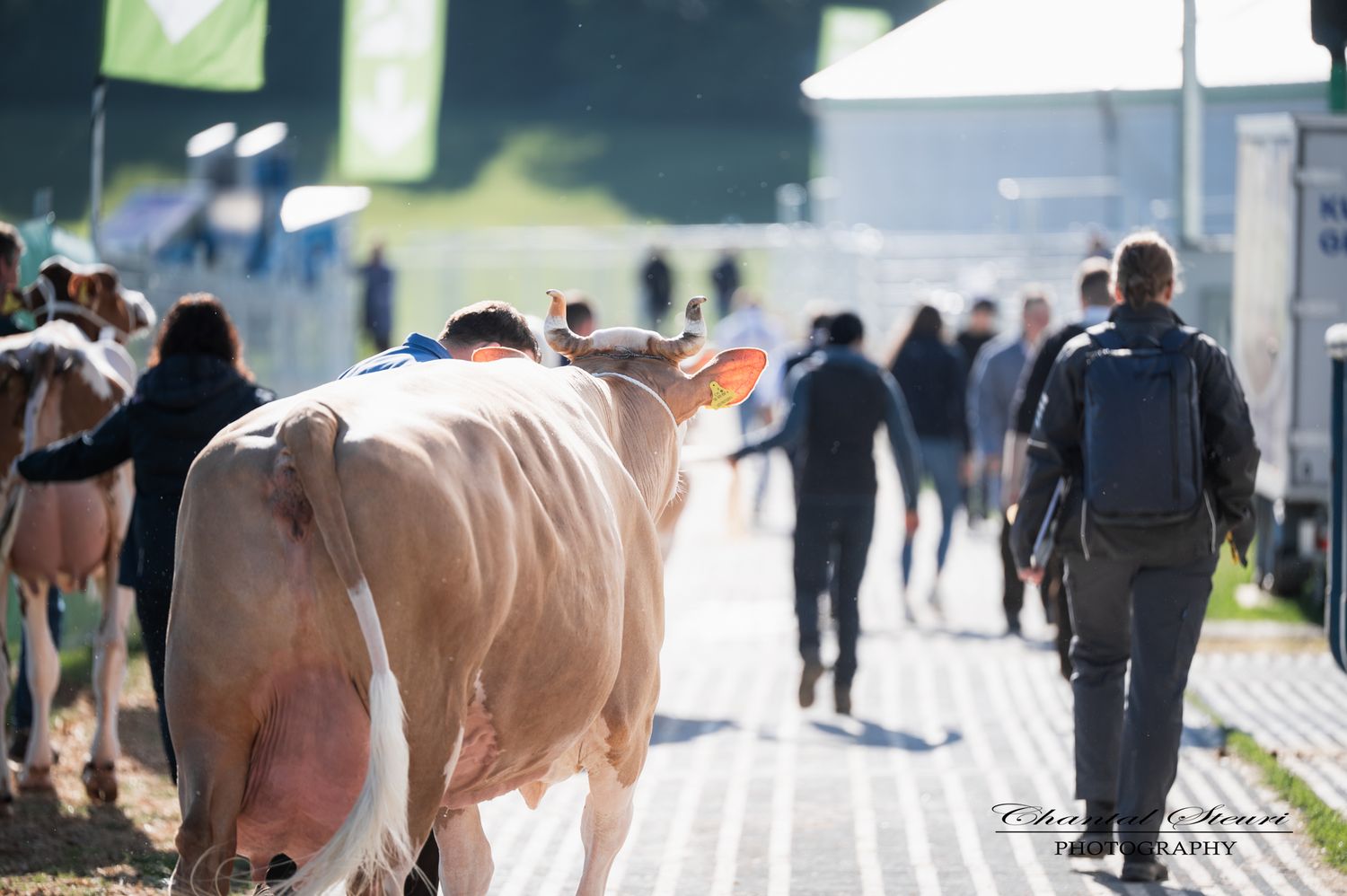 A large tan cow being led through a crowded outdoor agricultural fair with people walking alongside on a paved path.