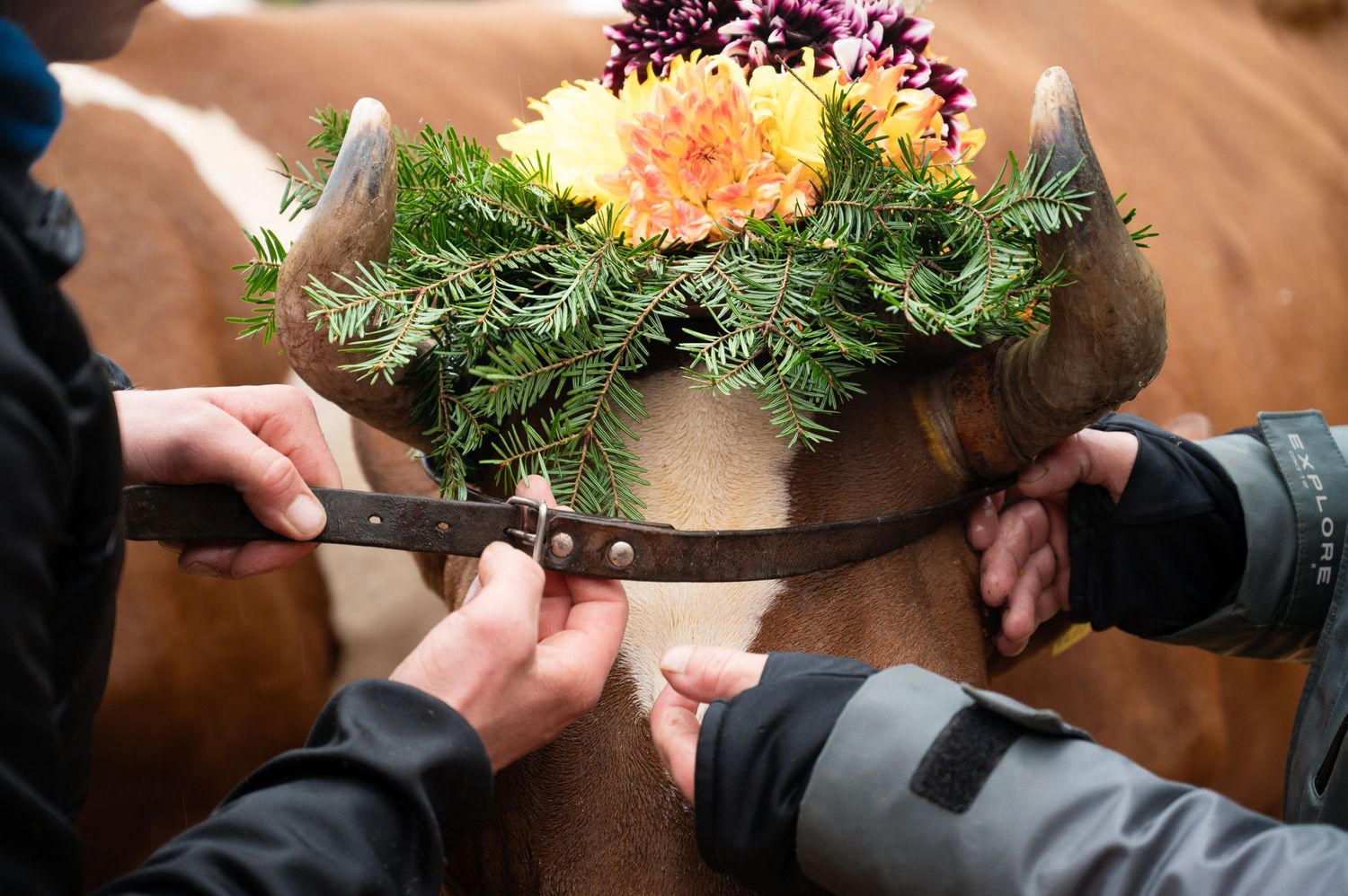 Floral crown being adjusted on someone's head with evergreen branches and colorful flowers.