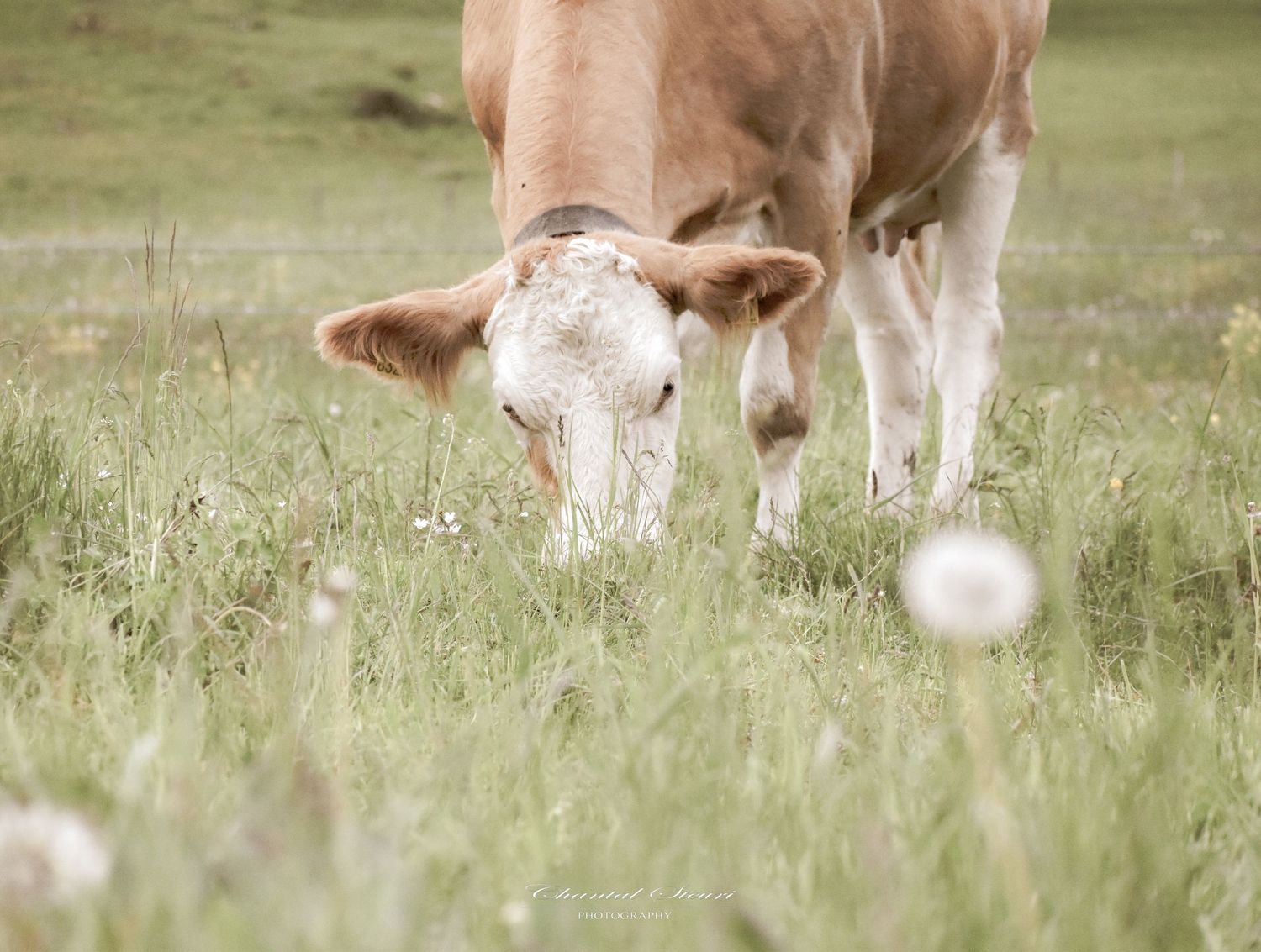 Dairy cows with white faces grazing in green meadow with wildflowers.