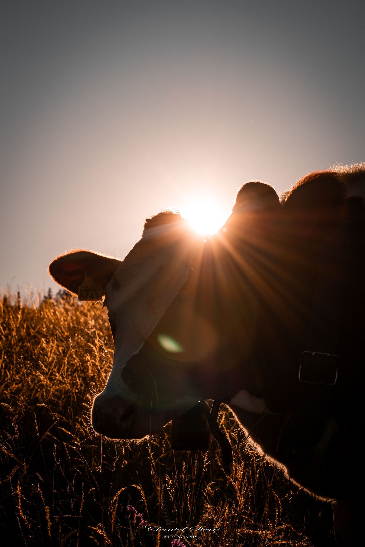 Silhouette of a cow at sunset with sunburst through golden grass.
