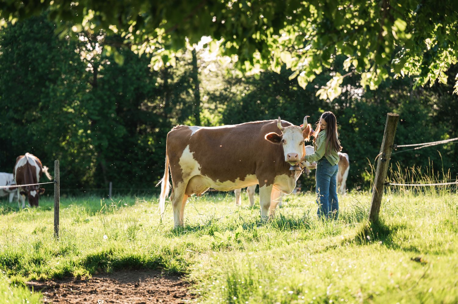 A woman stands beside a brown and white cow in a sunny green pasture with trees in the background.