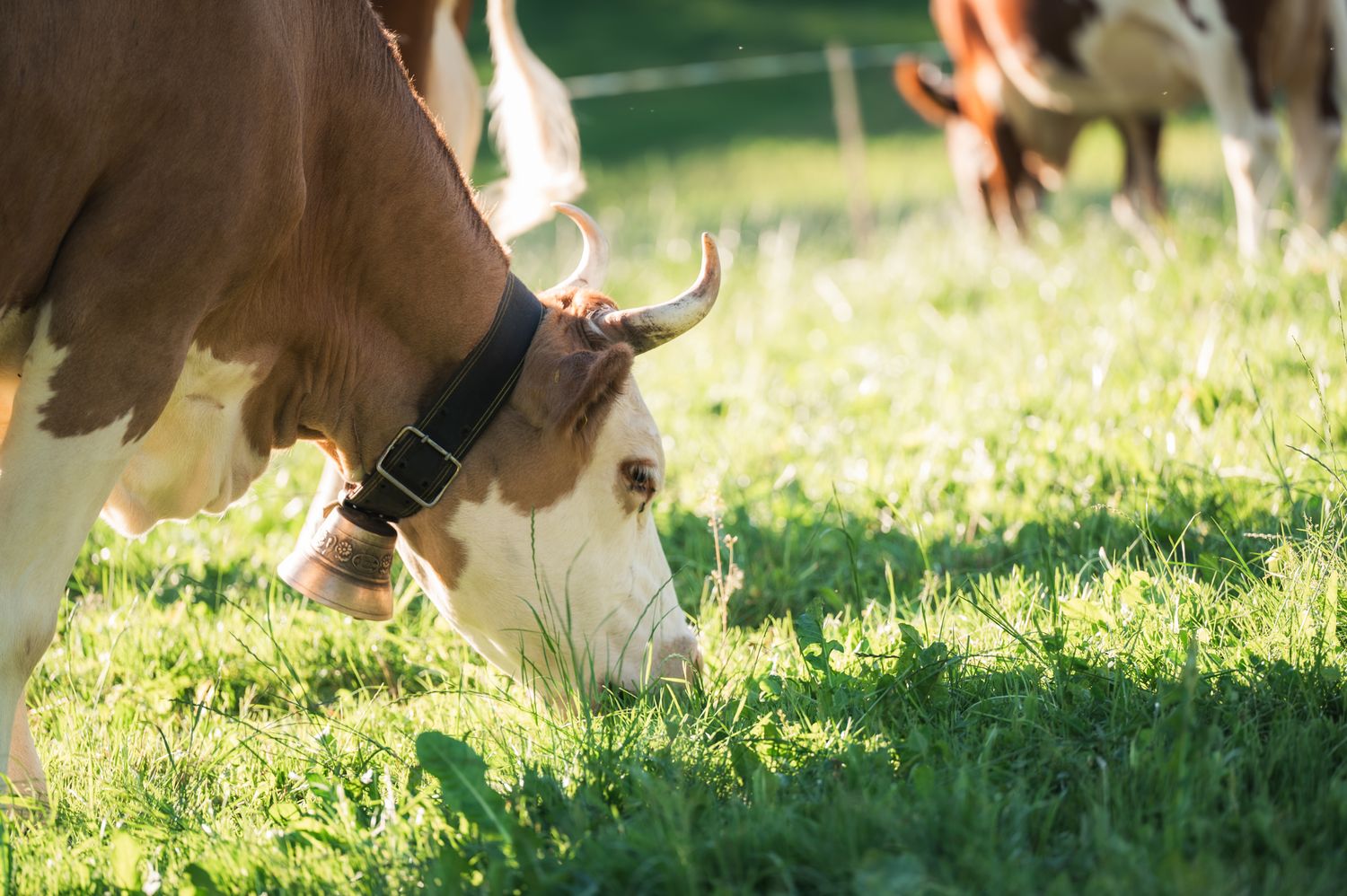 A brown and white cow with a bell collar grazing on lush green grass in a sunny pasture.