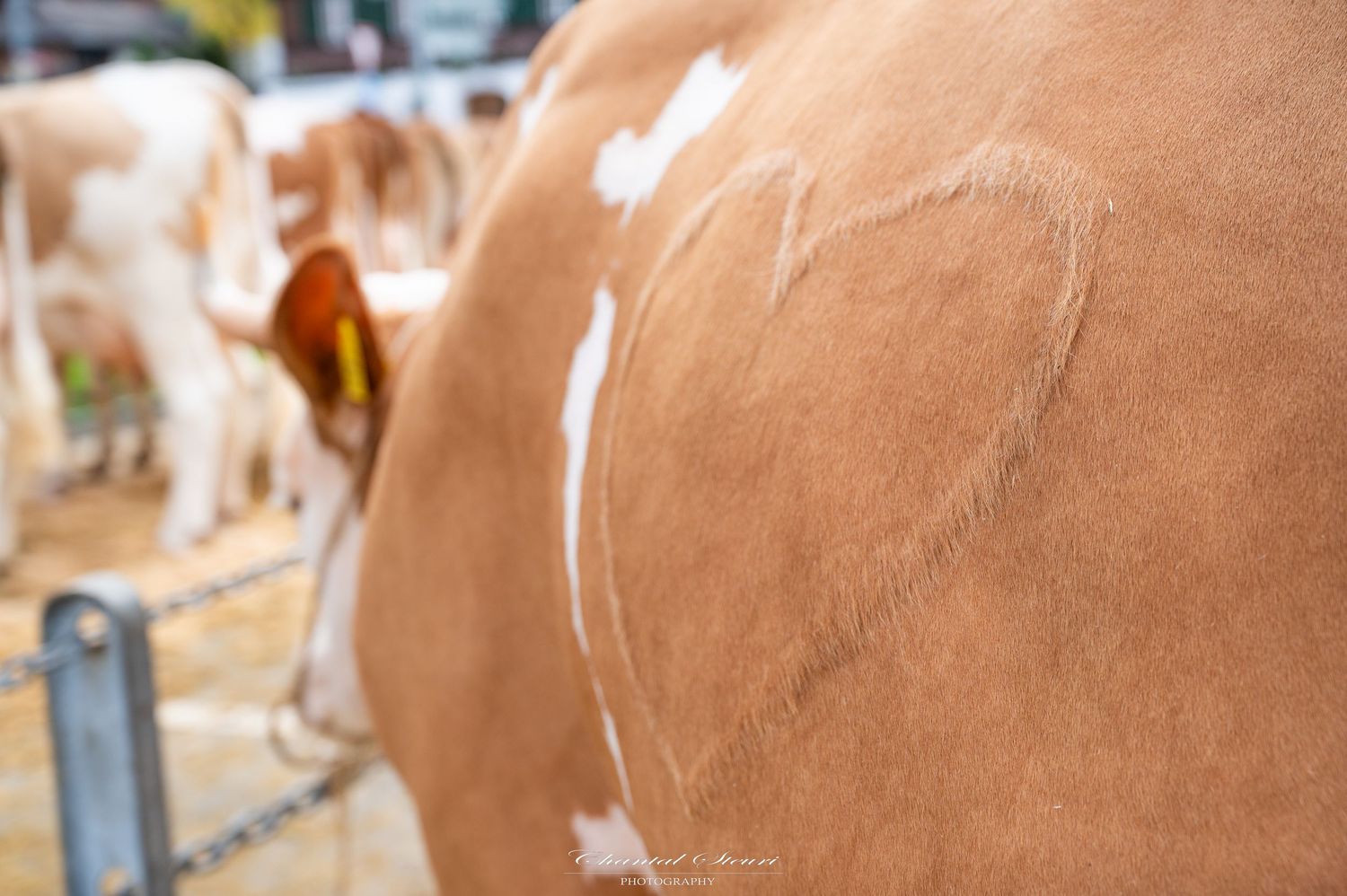 Close-up texture of brown cow hide showing natural markings.