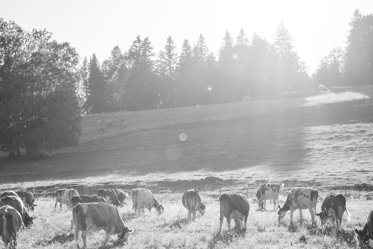 Herd of cattle grazing in a misty field during golden hour with sunlight filtering through trees.