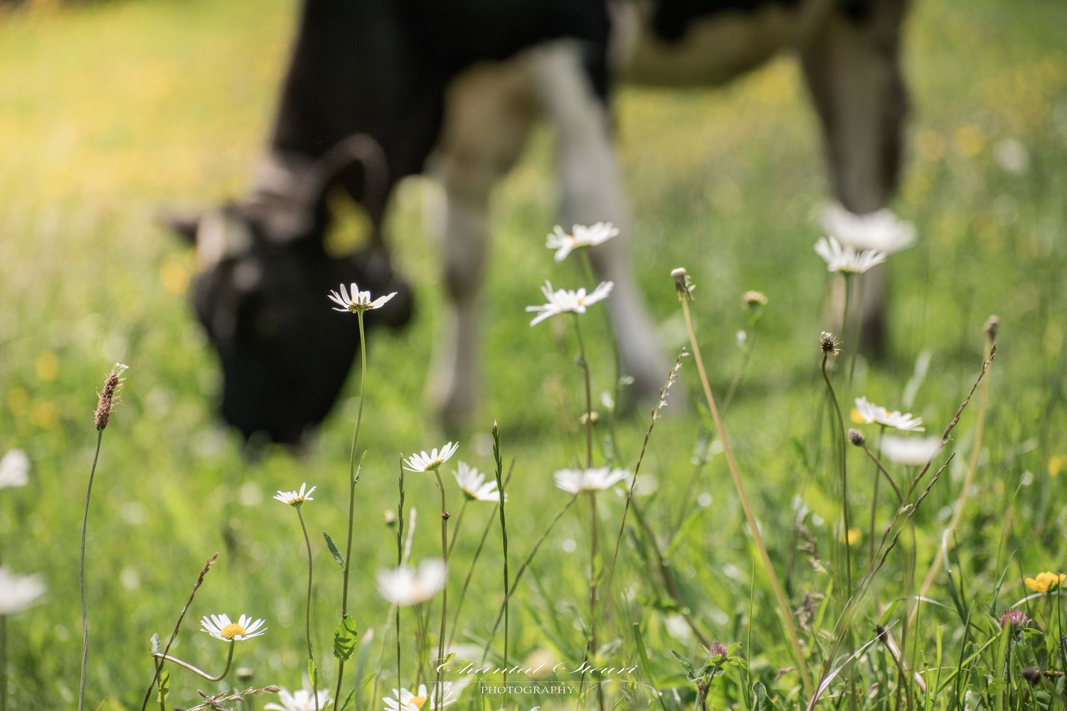 Close-up of white daisies blooming in a lush green meadow on a sunny day.