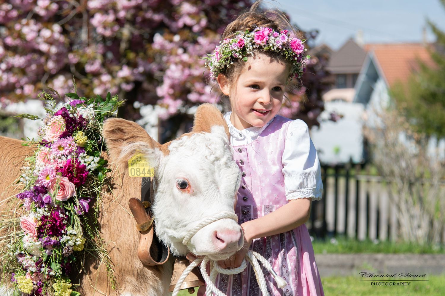 Decorated calf with floral wreath standing in front of cherry blossoms.