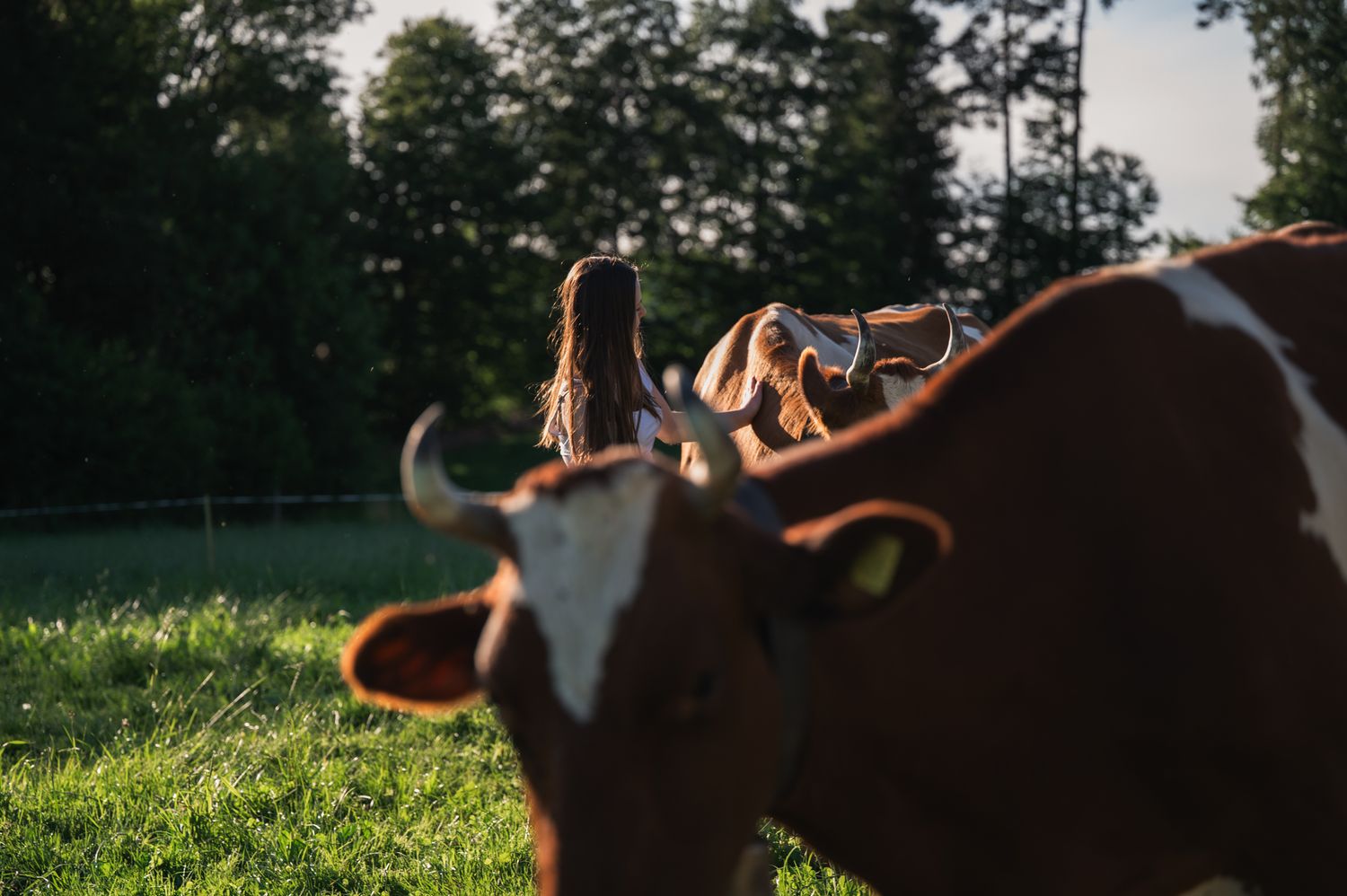 Brown and white cows with horns grazing on lush green pasture with trees in the background during golden hour.