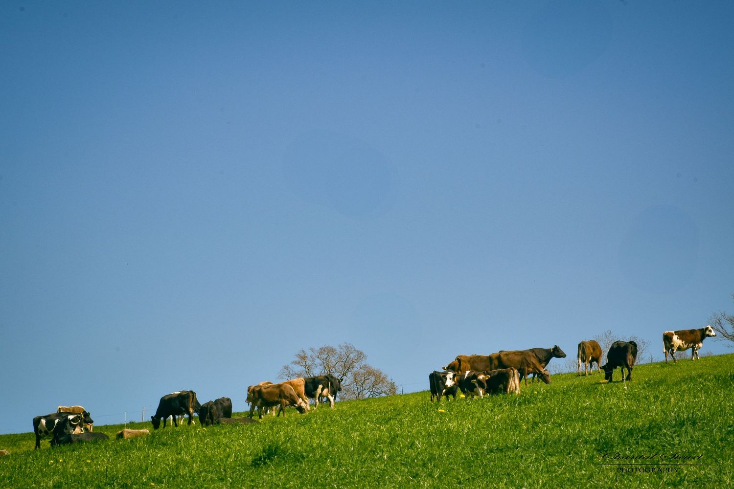 Herd of cattle grazing on a green hilltop against blue sky.