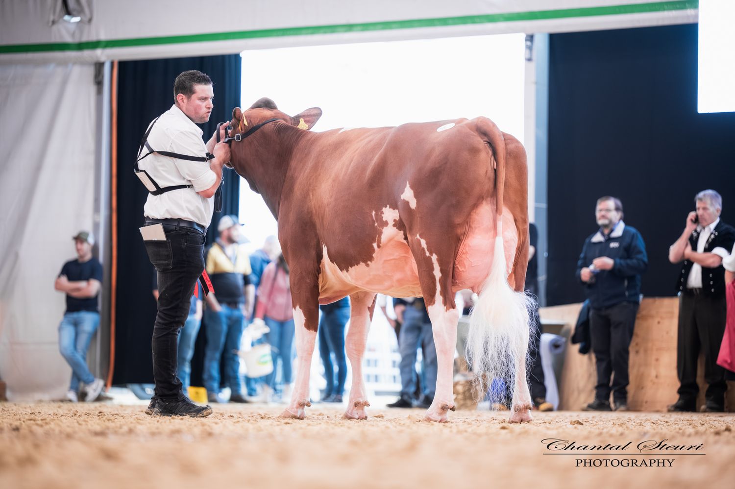 A man leads a red and white show cow in an indoor livestock competition arena with spectators watching.