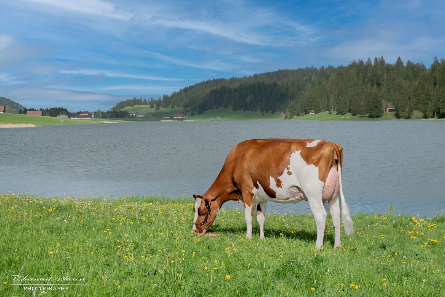 Dairy cow eating grass on lakeshore with mountains and blue sky in the background.