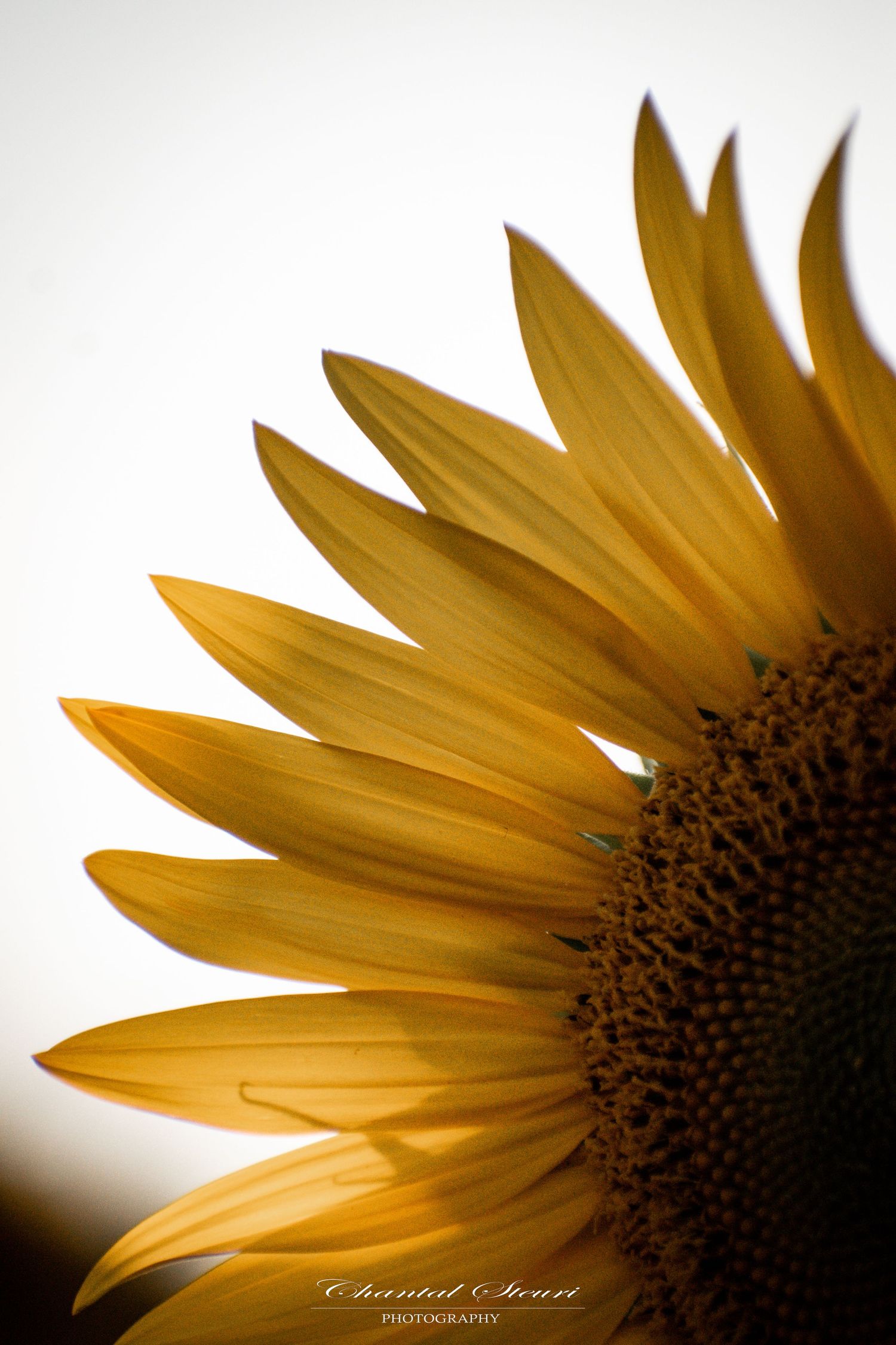 Close-up macro shot of sunflower petals against white background showing intricate details.