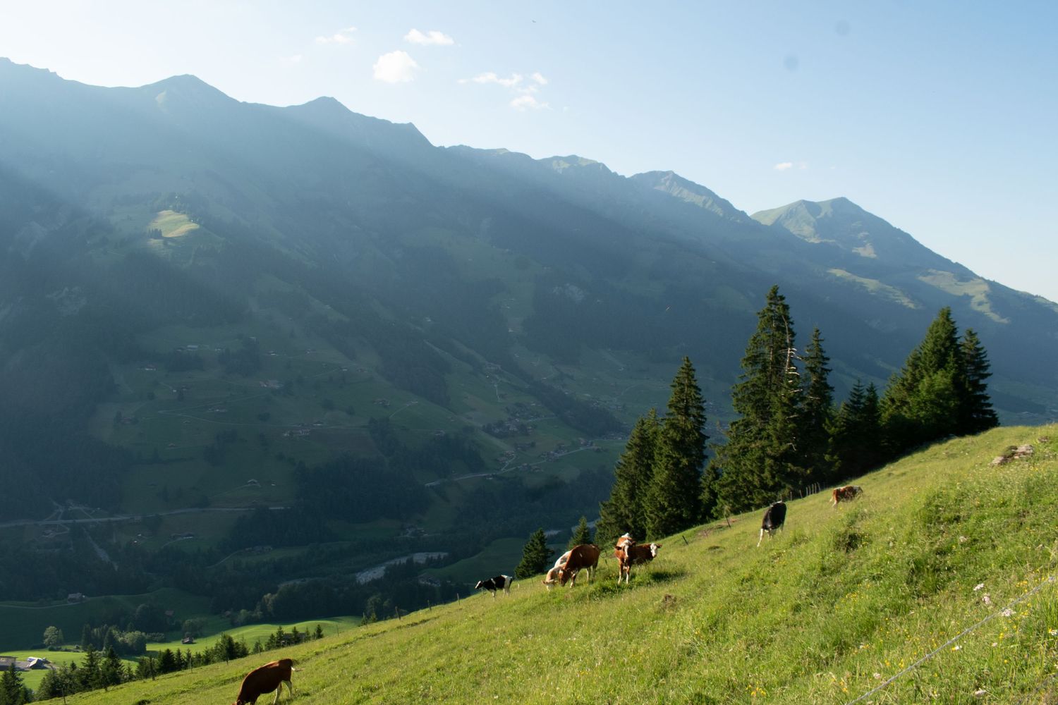 Cows grazing on alpine meadow with mountain landscape in background.