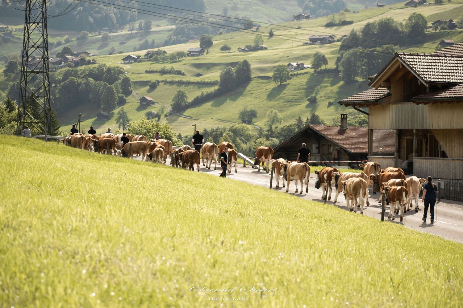 A herd of brown cows walking along a grassy hillside path in the Swiss Alps.