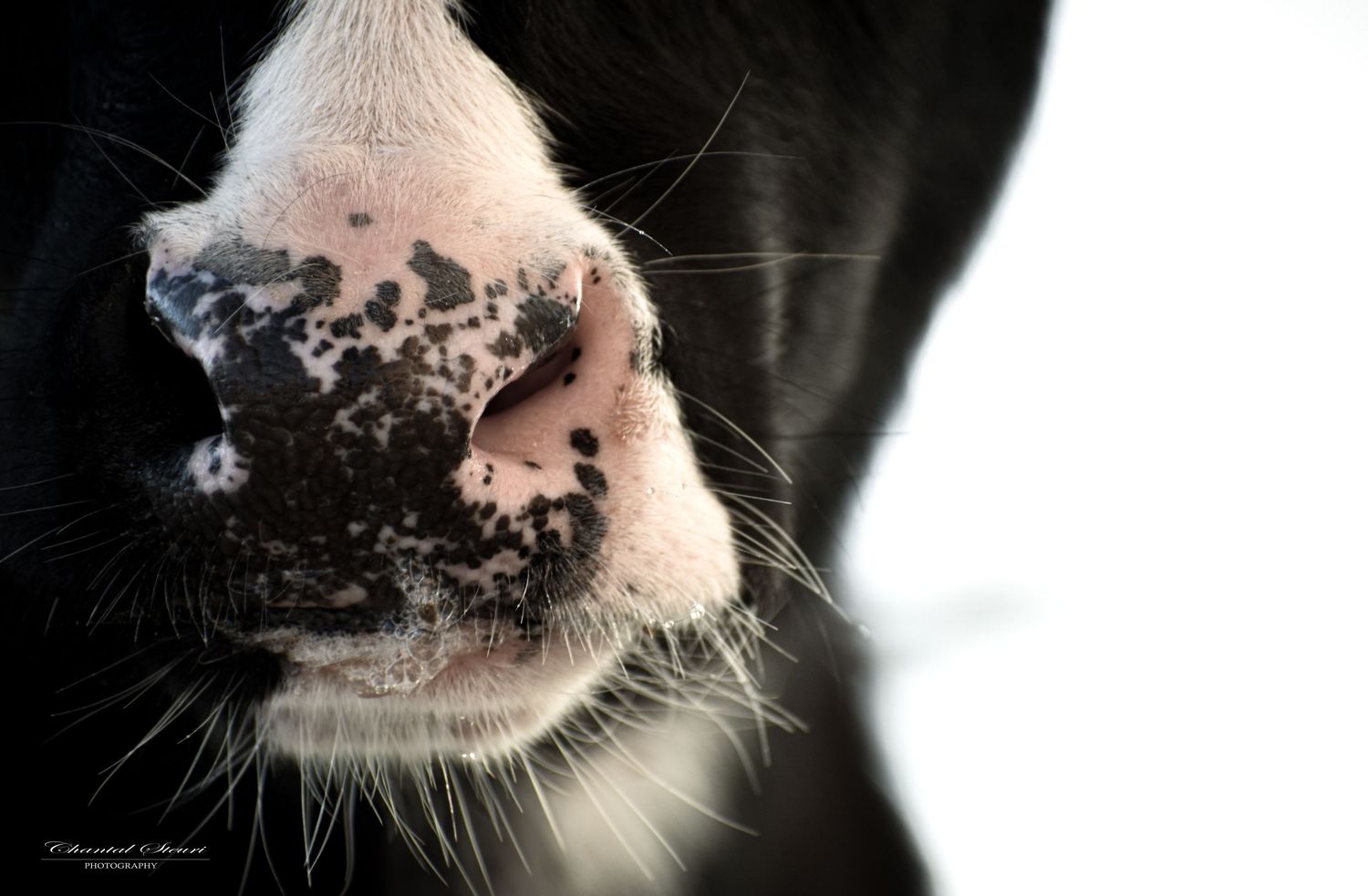 Close-up of a cow's pink nose and whiskers covered in dirt.