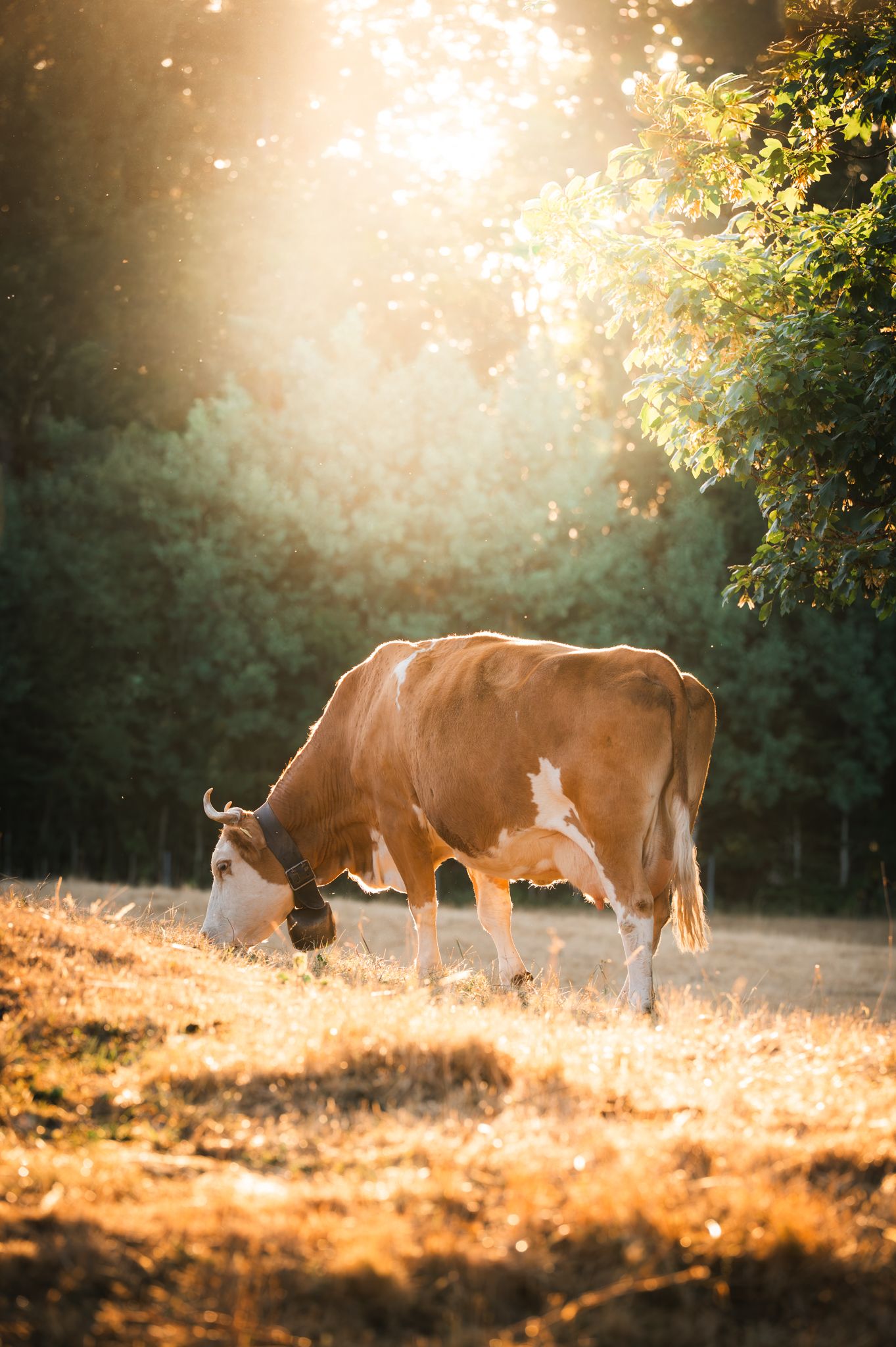 A brown and white cow grazing in a sunlit field with golden grass and lush green trees in the background.