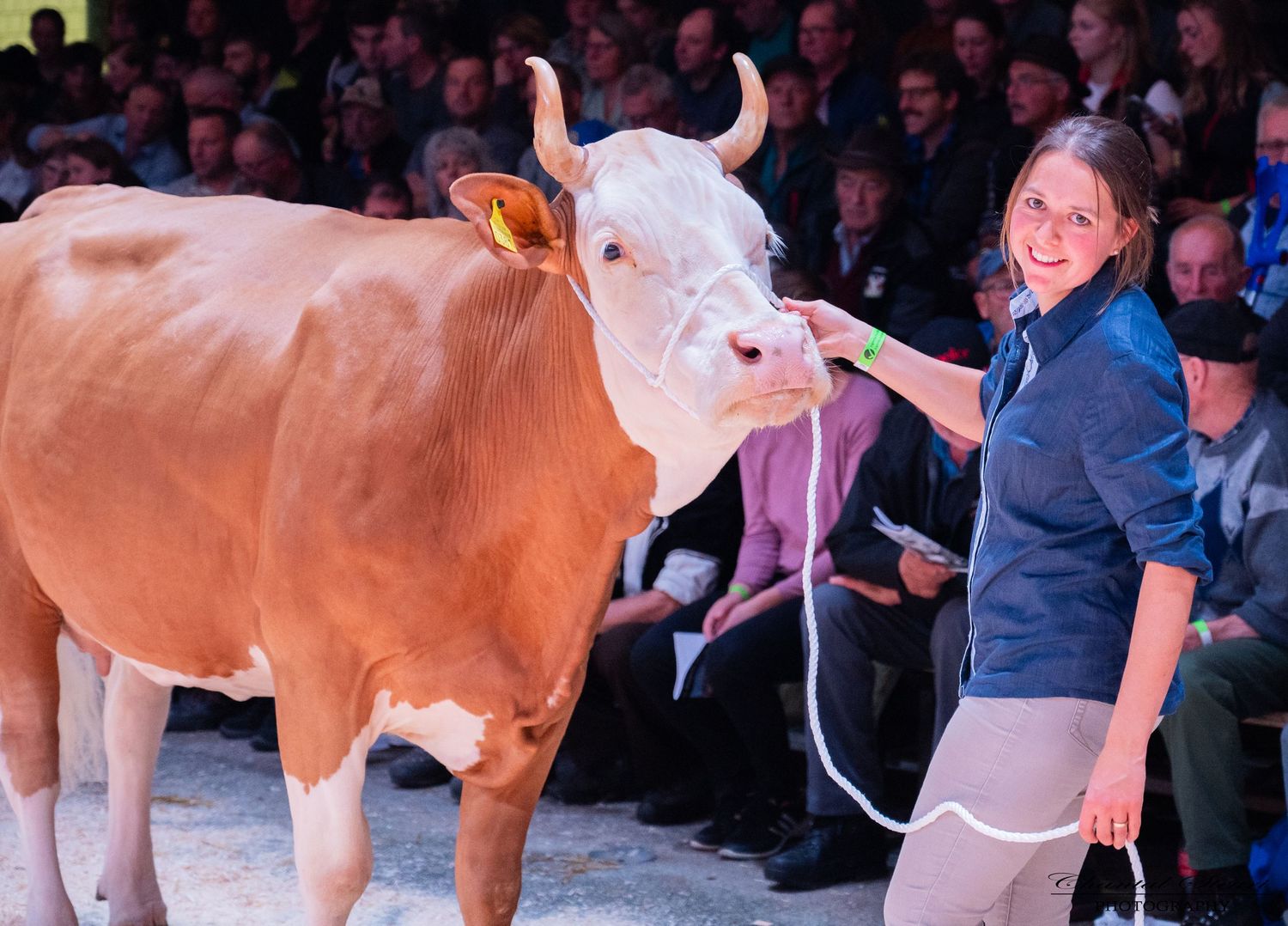 Dairy cattle lined up in a show ring with audience members watching in the background.