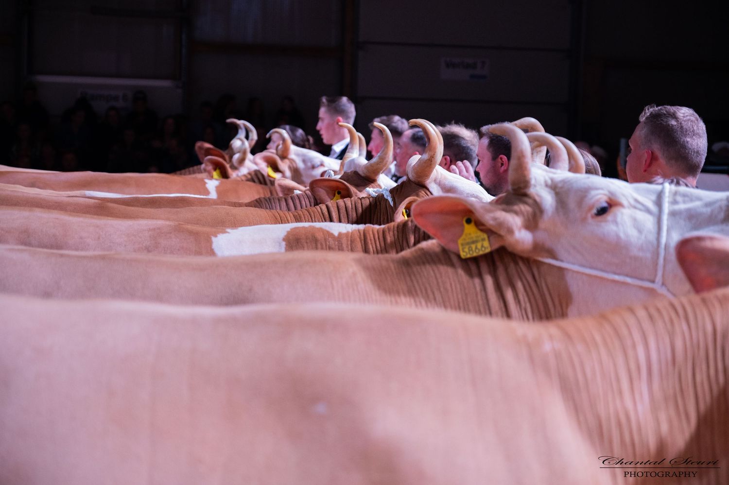 Row of brown dairy cows standing side by side at an indoor exhibition.