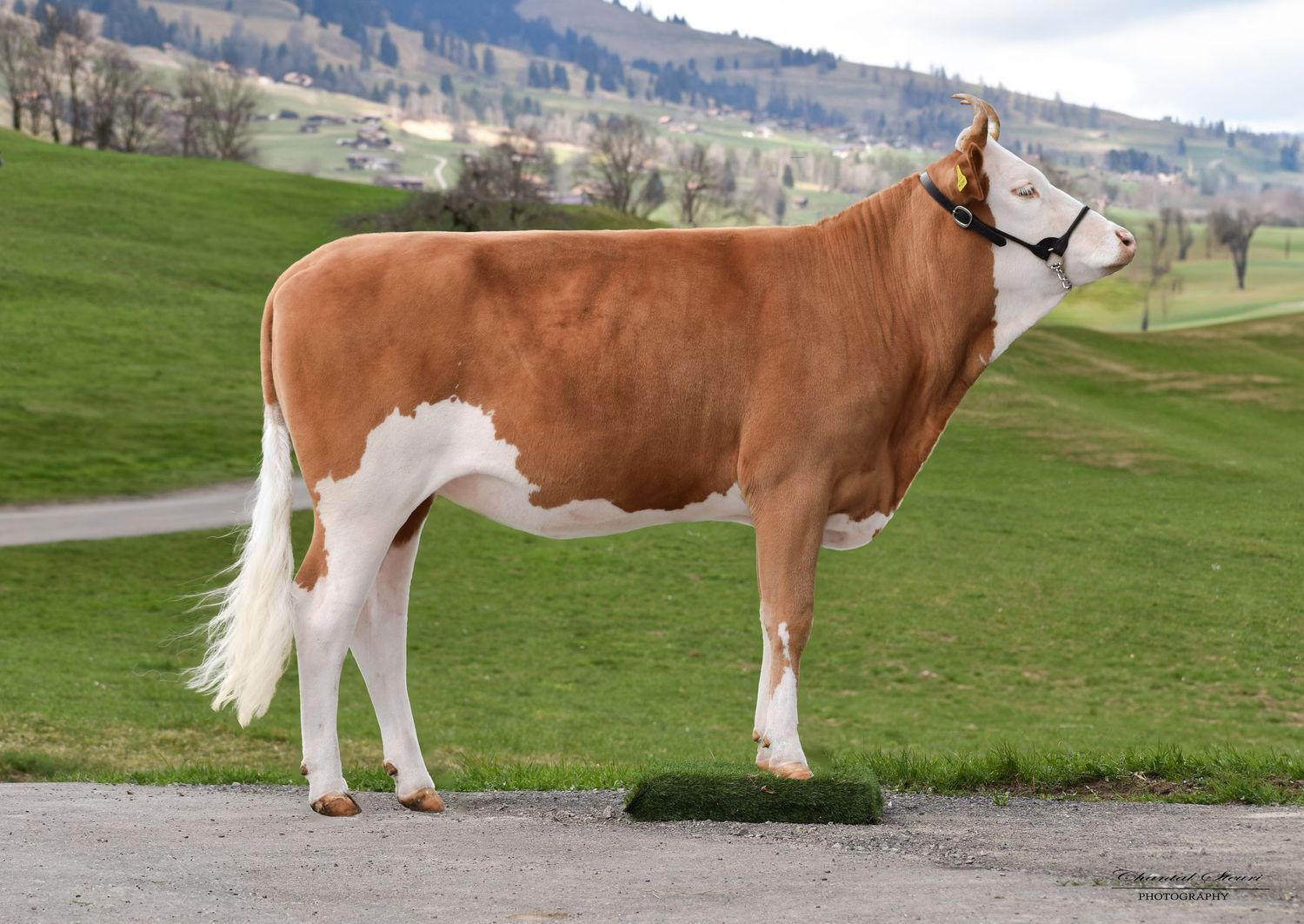 Brown and white cows grazing in a green mountain pasture with rolling hills in the background.