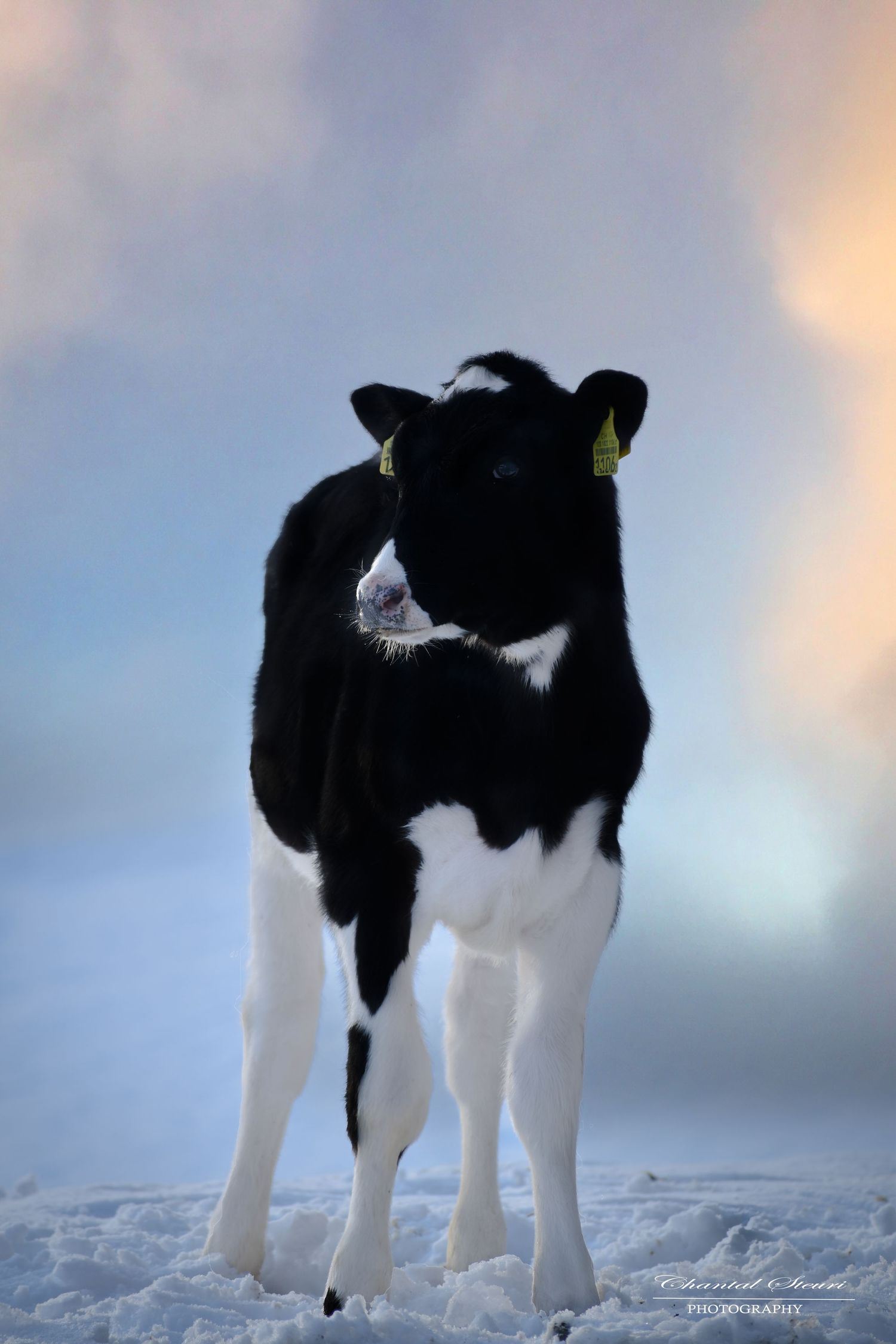 Black and white calf standing in snow against a soft blue sky background.