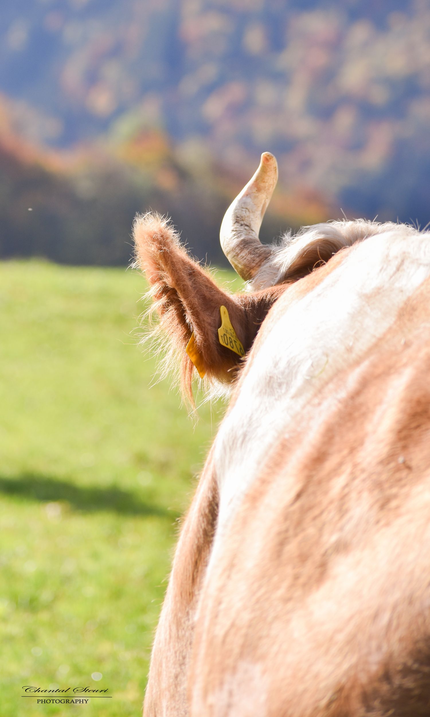 Close-up detail of dairy cow's ear tag and facial profile against blue sky.
