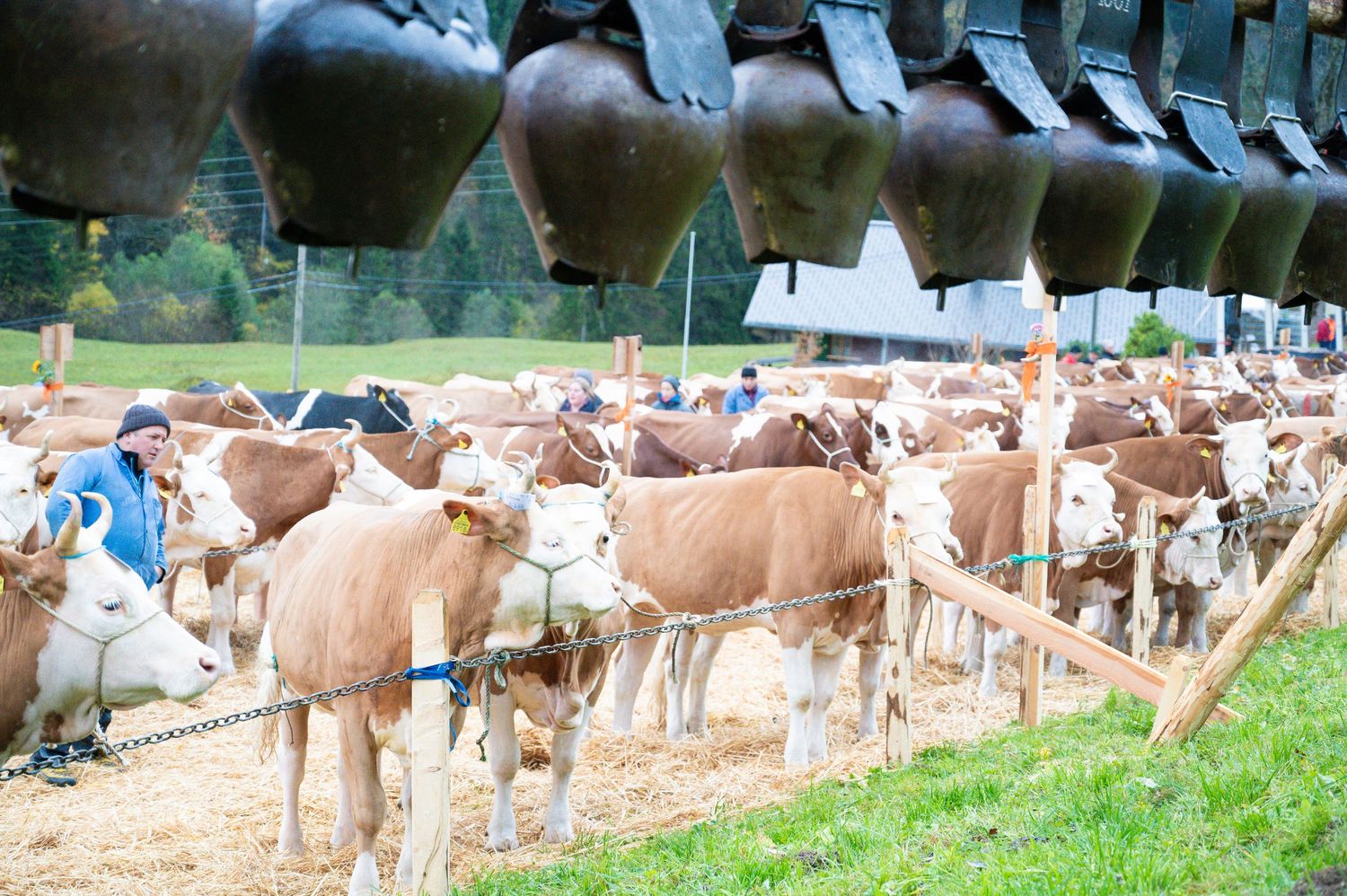 Large herd of brown dairy cows lined up at outdoor feeding stations in alpine setting.