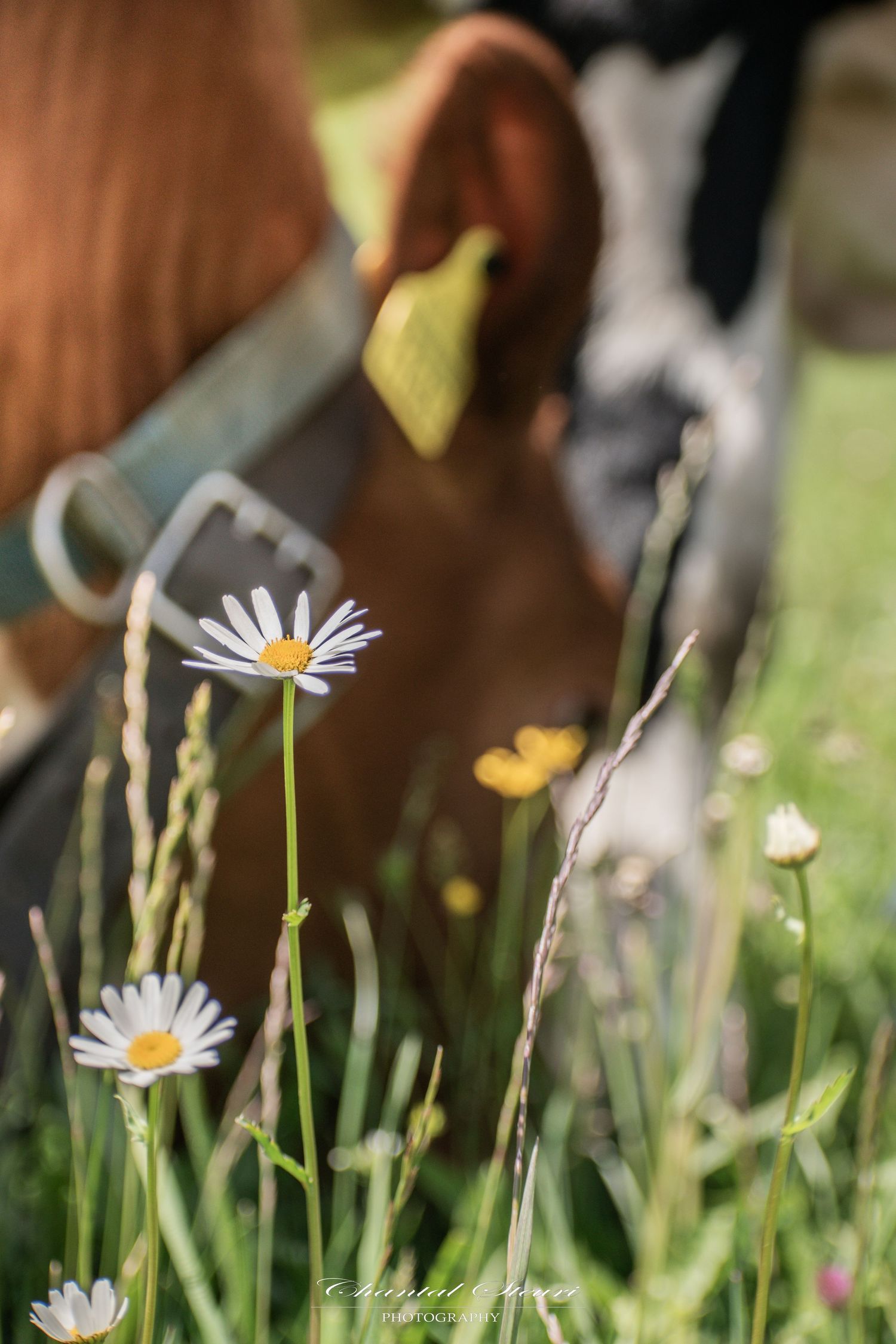 White daisies growing among tall grass in a spring garden.