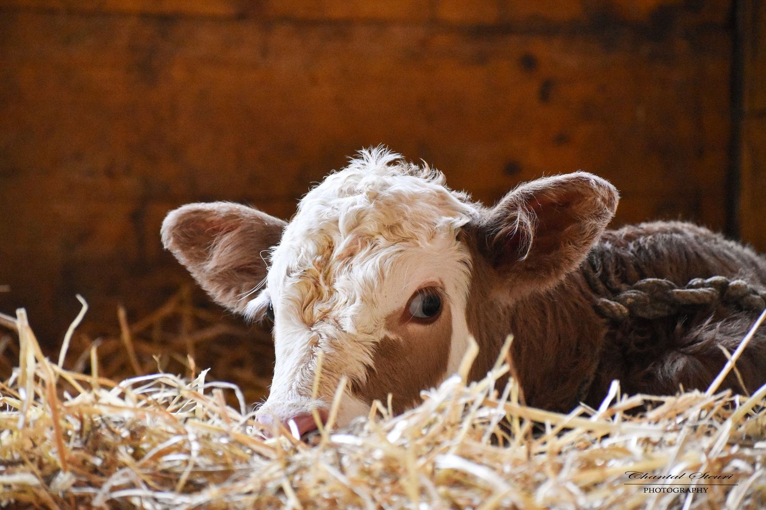 Close-up view of young calves resting in golden straw bedding.