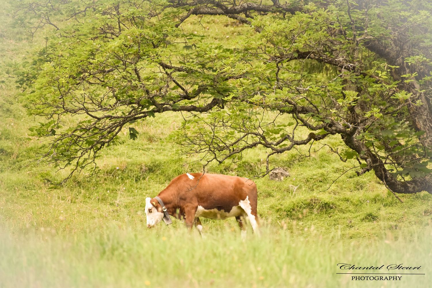 Brown and white cows resting under a large tree in a pastoral landscape.