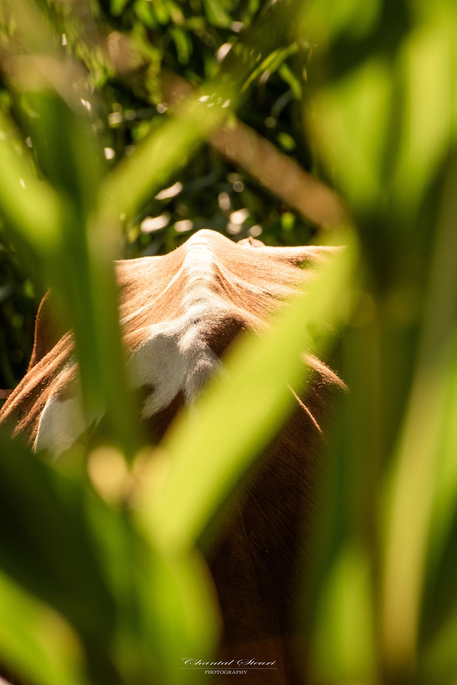 Glimpse of cow's back through green foliage in sunlight.